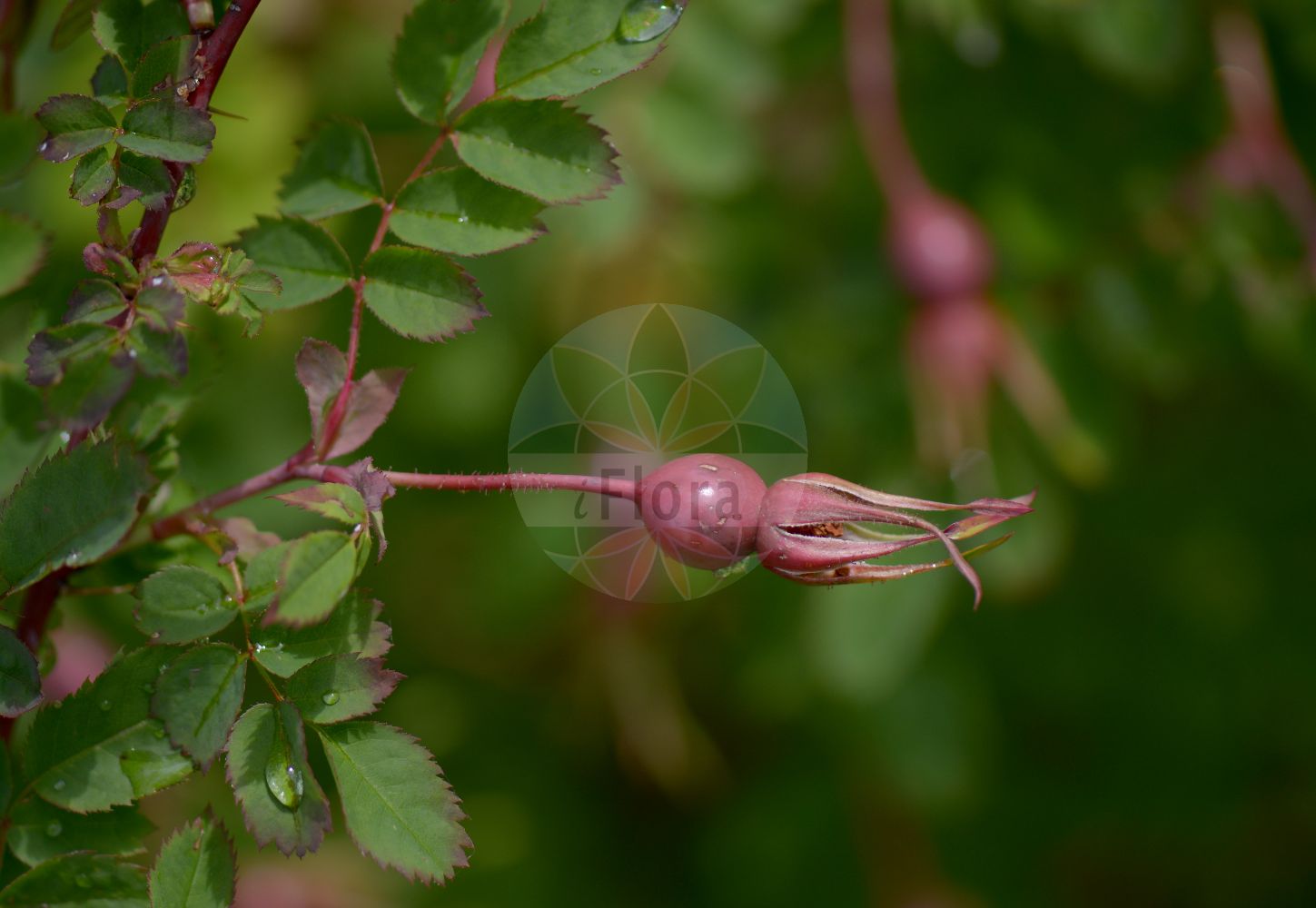 Foto von Rosa pendulina (Alpen-Rose - Alpine Rose). Das Foto wurde in Monte Baldo, Ferrara di Monte Baldo, Veneto, Italien, Alpen aufgenommen. ---- Photo of Rosa pendulina (Alpen-Rose - Alpine Rose). The picture was taken in Monte Baldo, Ferrara di Monte Baldo, Veneto, Italy, Alps.(Rosa pendulina,Alpen-Rose,Alpine Rose,Ozanonia alpina,Rosa adenophora,Rosa adjecta,Rosa affinis,Rosa alpiniformis,Rosa balsamea,Rosa brandisii,Rosa cinnamomea,Rosa coccialba,Rosa diplacantha,Rosa glandulosa,Rosa lagenaria,Rosa odoratissima,Rosa pendula,Rosa pendulina,Rosa pyrenaica,Rosa reversa,Rosa rupestris,Rosa semisimplex,Rosa stenodonta,Rosa tenuiflora,Rosa villarsii,Rosa alpina,Alpen-Rose,Haengefrucht-Rose,Alpine Rose,Cinnamon Rose,Drooping Rose,Rosa,Rose,Rose,Rosaceae,Rosengewächse,Rose family)