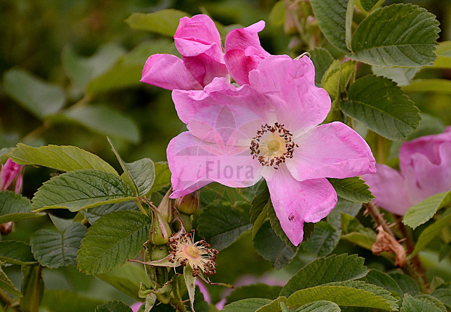 Foto von Rosa rugosa (Kartoffel-Rose - Japanese Rose). Das Foto wurde in München, Bayern, Deutschland aufgenommen. ---- Photo of Rosa rugosa (Kartoffel-Rose - Japanese Rose). The picture was taken in Munich, Bavaria, Germany.(Rosa rugosa,Kartoffel-Rose,Japanese Rose,Rosa andreae,Rosa coruscans,Rosa regeliana,Rosa rugosa,Kartoffel-Rose,Runzel-Rose,Japanese Rose,Hedgerow Rose,Ramanas Rose,Rugosa Rose,Turkestan Rose,Rosa,Rose,Rose,Rosaceae,Rosengewächse,Rose family)