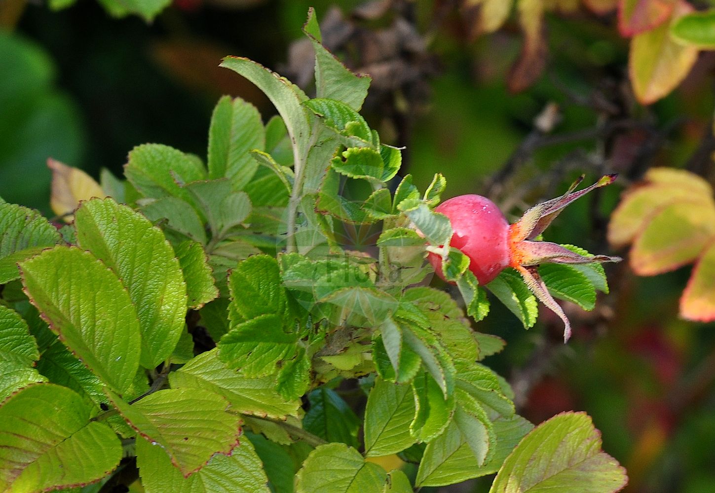 Foto von Rosa rugosa (Kartoffel-Rose - Japanese Rose). Das Foto wurde in Bayreuth, Bayern, Deutschland aufgenommen. ---- Photo of Rosa rugosa (Kartoffel-Rose - Japanese Rose). The picture was taken in Bayreuth, Bavaria, Germany.(Rosa rugosa,Kartoffel-Rose,Japanese Rose,Rosa andreae,Rosa coruscans,Rosa regeliana,Rosa rugosa,Kartoffel-Rose,Runzel-Rose,Japanese Rose,Hedgerow Rose,Ramanas Rose,Rugosa Rose,Turkestan Rose,Rosa,Rose,Rose,Rosaceae,Rosengewächse,Rose family)