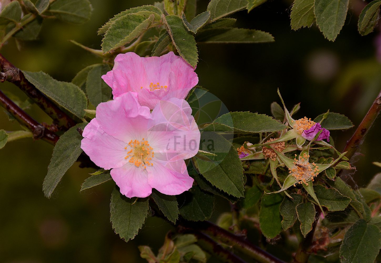 Foto von Rosa mollis (Weiche Rose - Soft Downy-rose). Das Foto wurde in Sangerhausen, Mansfeld-Südharz, Sachsen-Anhalt, Deutschland aufgenommen. ---- Photo of Rosa mollis (Weiche Rose - Soft Downy-rose). The picture was taken in Sangerhausen, Mansfeld-Suedharz, Saxony-Anhalt, Germany.(Rosa mollis,Weiche Rose,Soft Downy-rose,Rosa dubitabilis,Rosa heldreichii,Rosa huteri,Rosa kitaibelii,Rosa mollis,Rosa mollissima,Rosa ruprechtii,Rosa zakatalensis,Weiche Rose,Soft Downy-rose,Apple Rose,Rosa,Rose,Rose,Rosaceae,Rosengewächse,Rose family)