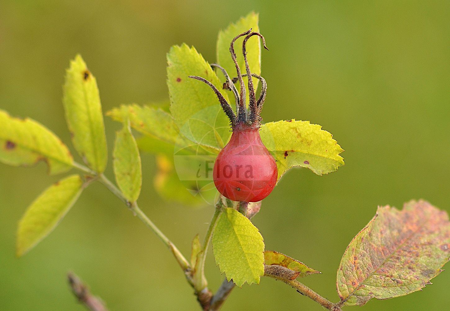 Foto von Rosa mollis (Weiche Rose - Soft Downy-rose). Das Foto wurde in Berlin, Deutschland aufgenommen. ---- Photo of Rosa mollis (Weiche Rose - Soft Downy-rose). The picture was taken in Berlin, Germany.(Rosa mollis,Weiche Rose,Soft Downy-rose,Rosa dubitabilis,Rosa heldreichii,Rosa huteri,Rosa kitaibelii,Rosa mollis,Rosa mollissima,Rosa ruprechtii,Rosa zakatalensis,Weiche Rose,Soft Downy-rose,Apple Rose,Rosa,Rose,Rose,Rosaceae,Rosengewächse,Rose family)