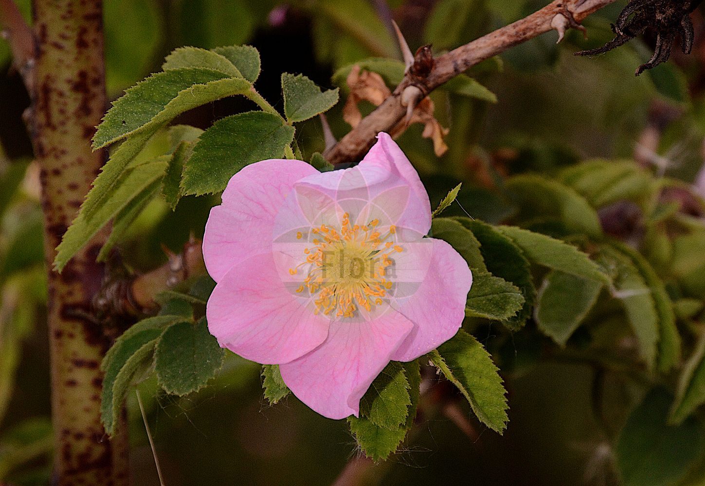 Foto von Rosa sherardii (Samt-Rose - Sherard's Downy-rose). Das Foto wurde in Sangerhausen, Mansfeld-Südharz, Sachsen-Anhalt, Deutschland aufgenommen. ---- Photo of Rosa sherardii (Samt-Rose - Sherard's Downy-rose). The picture was taken in Sangerhausen, Mansfeld-Suedharz, Saxony-Anhalt, Germany.(Rosa sherardii,Samt-Rose,Sherard's Downy-rose,Rosa aculeatior,Rosa collivaga,Rosa cuspidatoides,Rosa gillotii,Rosa littoralis,Rosa omissa,Rosa oskolensis,Rosa praecox,Rosa resinosoides,Rosa seringeana,Rosa sherardii,Rosa strengnensis,Rosa subglobosa,Rosa submollis,Rosa tunoniensis,Rosa umbelliflora,Rosa uncinata,Rosa venusta,Rosa villosa subsp. sherardii,Samt-Rose,Sammet-Rose,Sherards Rose,Sherard's Downy-rose,Rosa,Rose,Rose,Rosaceae,Rosengewächse,Rose family)