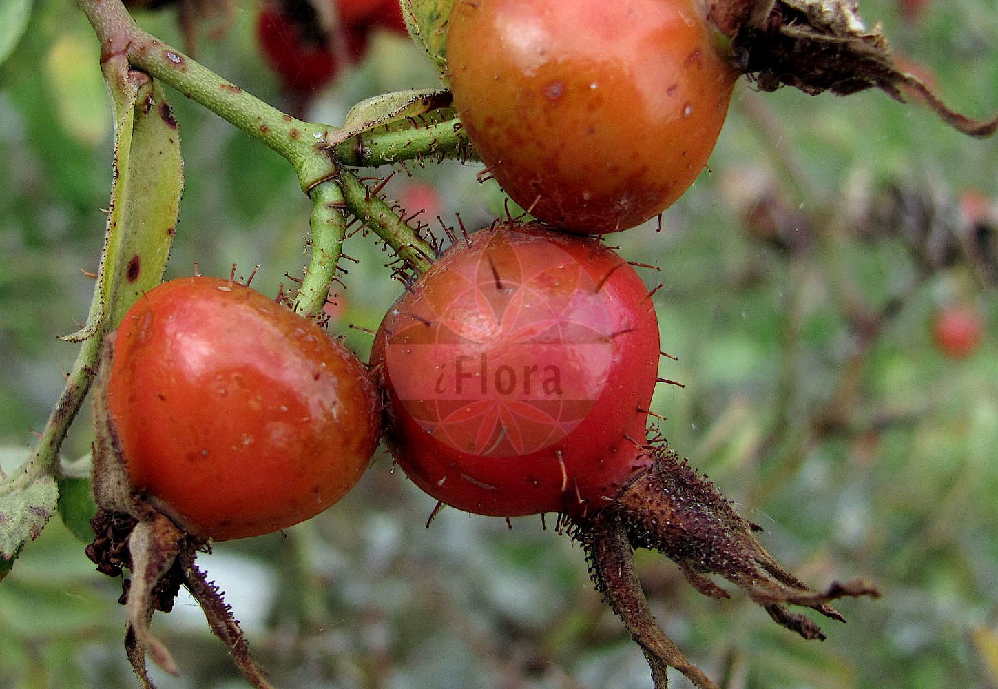 Foto von Rosa sherardii (Samt-Rose - Sherard's Downy-rose). ---- Photo of Rosa sherardii (Samt-Rose - Sherard's Downy-rose).(Rosa sherardii,Samt-Rose,Sherard's Downy-rose,Rosa aculeatior,Rosa collivaga,Rosa cuspidatoides,Rosa gillotii,Rosa littoralis,Rosa omissa,Rosa oskolensis,Rosa praecox,Rosa resinosoides,Rosa seringeana,Rosa sherardii,Rosa strengnensis,Rosa subglobosa,Rosa submollis,Rosa tunoniensis,Rosa umbelliflora,Rosa uncinata,Rosa venusta,Rosa villosa subsp. sherardii,Samt-Rose,Sammet-Rose,Sherards Rose,Sherard's Downy-rose,Rosa,Rose,Rose,Rosaceae,Rosengewächse,Rose family)