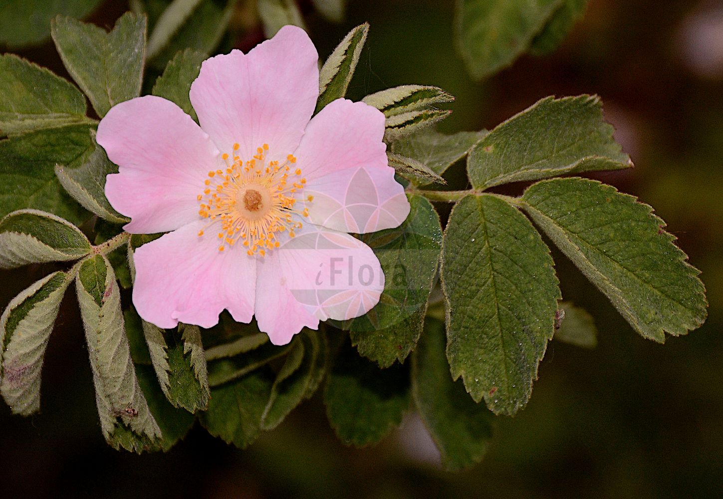 Foto von Rosa tomentosa (Filz-Rose - Harsh Downy-rose). ---- Photo of Rosa tomentosa (Filz-Rose - Harsh Downy-rose).(Rosa tomentosa,Filz-Rose,Harsh Downy-rose,Rosa attenuata,Rosa barcensis,Rosa billotiana,Rosa billotii,Rosa borkhausenii,Rosa britannica,Rosa carbonariensis,Rosa cardanica,Rosa cetica,Rosa cineracea,Rosa cinerascens,Rosa cuspidata,Rosa dimorpha,Rosa farinosa,Rosa gussenbaueri,Rosa herculis,Rosa hurstiana,Rosa inclinita,Rosa insidiosa,Rosa javorkae,Rosa lanuginosa,Rosa micans,Rosa pallidiflora,Rosa polonica,Rosa properata,Rosa pseudocaryophyllacea,Rosa pseudocuspidata,Rosa pseudofarinosa,Rosa pseudoterebinthinacea,Rosa pseudotomentosa,Rosa sendtneri,Rosa setulosa,Rosa subpomifera,Rosa suffertii,Rosa thuringiaca,Rosa velutina,Rosa viscosa,Rosa zabelii,Rosa tomentosa,Filz-Rose,Harsh Downy-rose,Downy Rose,Whitewoolly Rose,Rosa,Rose,Rose,Rosaceae,Rosengewächse,Rose family)