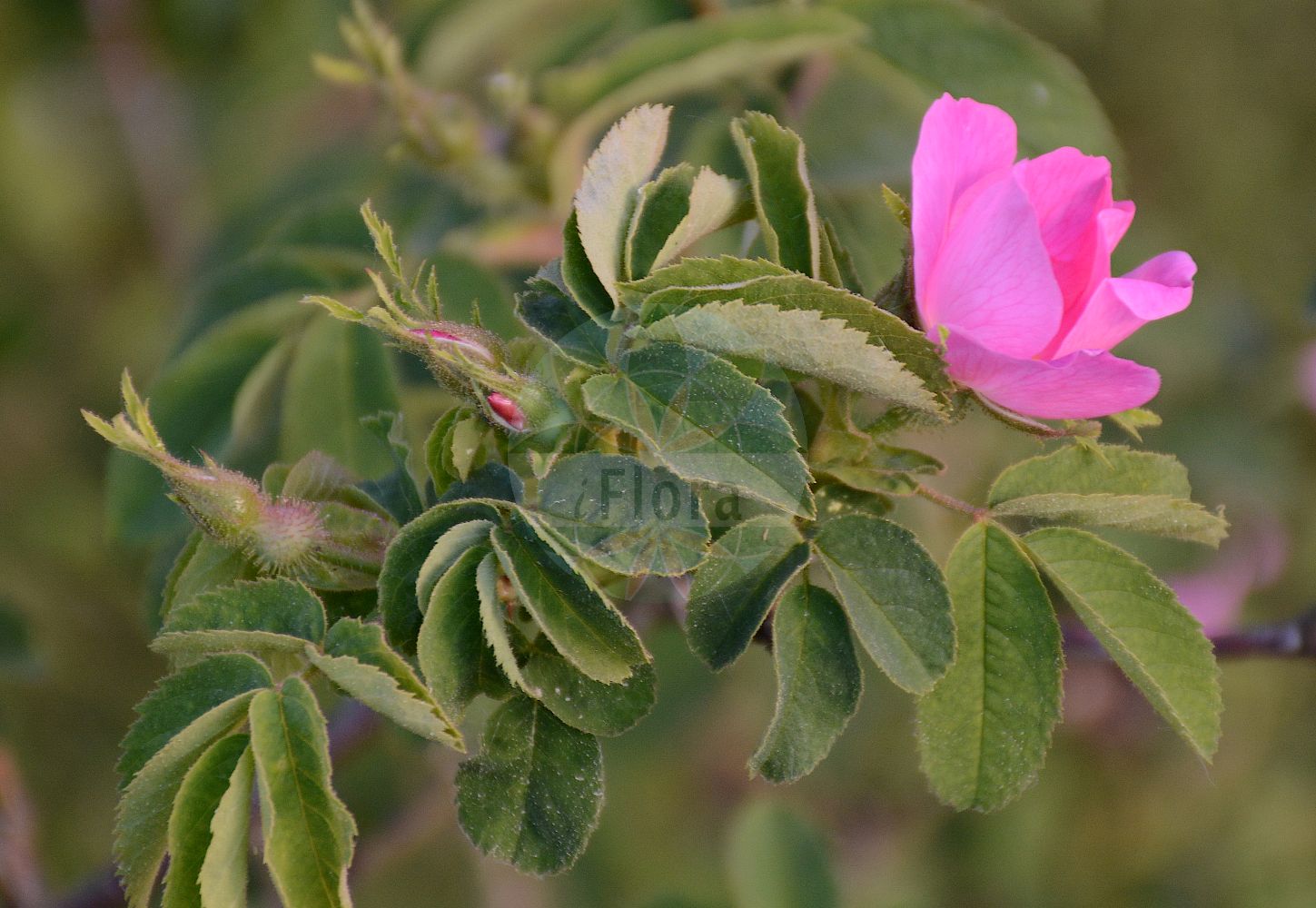 Foto von Rosa villosa (Apfel-Rose - Apple Rose). Das Foto wurde in Berlin, Deutschland aufgenommen. ---- Photo of Rosa villosa (Apfel-Rose - Apple Rose). The picture was taken in Berlin, Germany.(Rosa villosa,Apfel-Rose,Apple Rose,Rosa alpicola,Rosa arduennensis,Rosa australis,Rosa borissovae,Rosa ciliatopetala,Rosa cognata,Rosa coziae,Rosa dicksonii,Rosa friburgensis,Rosa gaudinii,Rosa glutinosa,Rosa grenieri,Rosa ledebourii,Rosa minuta,Rosa osmodendron,Rosa pomifera,Rosa recondita,Rosa resinosa,Rosa sancti-andreae,Rosa villosa,Apfel-Rose,Apple Rose,Virginia Rose,Rosa,Rose,Rose,Rosaceae,Rosengewächse,Rose family)