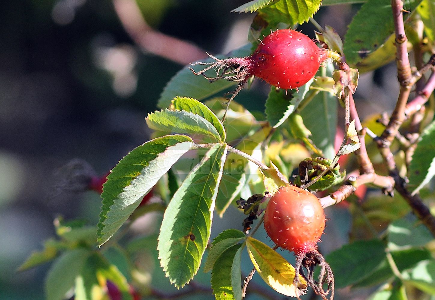 Foto von Rosa villosa (Apfel-Rose - Apple Rose). Das Foto wurde in Frankfurt, Hessen, Deutschland aufgenommen. ---- Photo of Rosa villosa (Apfel-Rose - Apple Rose). The picture was taken in Frankfurt, Hesse, Germany.(Rosa villosa,Apfel-Rose,Apple Rose,Rosa alpicola,Rosa arduennensis,Rosa australis,Rosa borissovae,Rosa ciliatopetala,Rosa cognata,Rosa coziae,Rosa dicksonii,Rosa friburgensis,Rosa gaudinii,Rosa glutinosa,Rosa grenieri,Rosa ledebourii,Rosa minuta,Rosa osmodendron,Rosa pomifera,Rosa recondita,Rosa resinosa,Rosa sancti-andreae,Rosa villosa,Apfel-Rose,Apple Rose,Virginia Rose,Rosa,Rose,Rose,Rosaceae,Rosengewächse,Rose family)