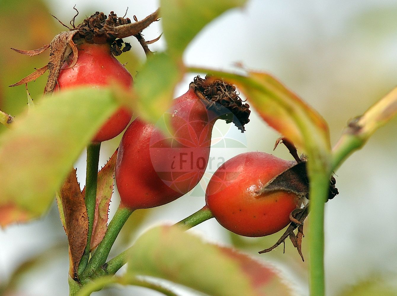 Foto von Rosa subcanina (Falsche Hunds-Rose - False Dog Rose). Das Foto wurde in Mainz, Rheinland-Pfalz, Deutschland aufgenommen. ---- Photo of Rosa subcanina (Falsche Hunds-Rose - False Dog Rose). The picture was taken in Mainz, Rhineland-Palatinate, Germany.(Rosa subcanina,Falsche Hunds-Rose,False Dog Rose,Rosa klasterskyi,Rosa subcanina,Rosa willibaldii,Falsche Hunds-Rose,Falsche Hundsrose,False Dog Rose,Rosa,Rose,Rose,Rosaceae,Rosengewächse,Rose family)