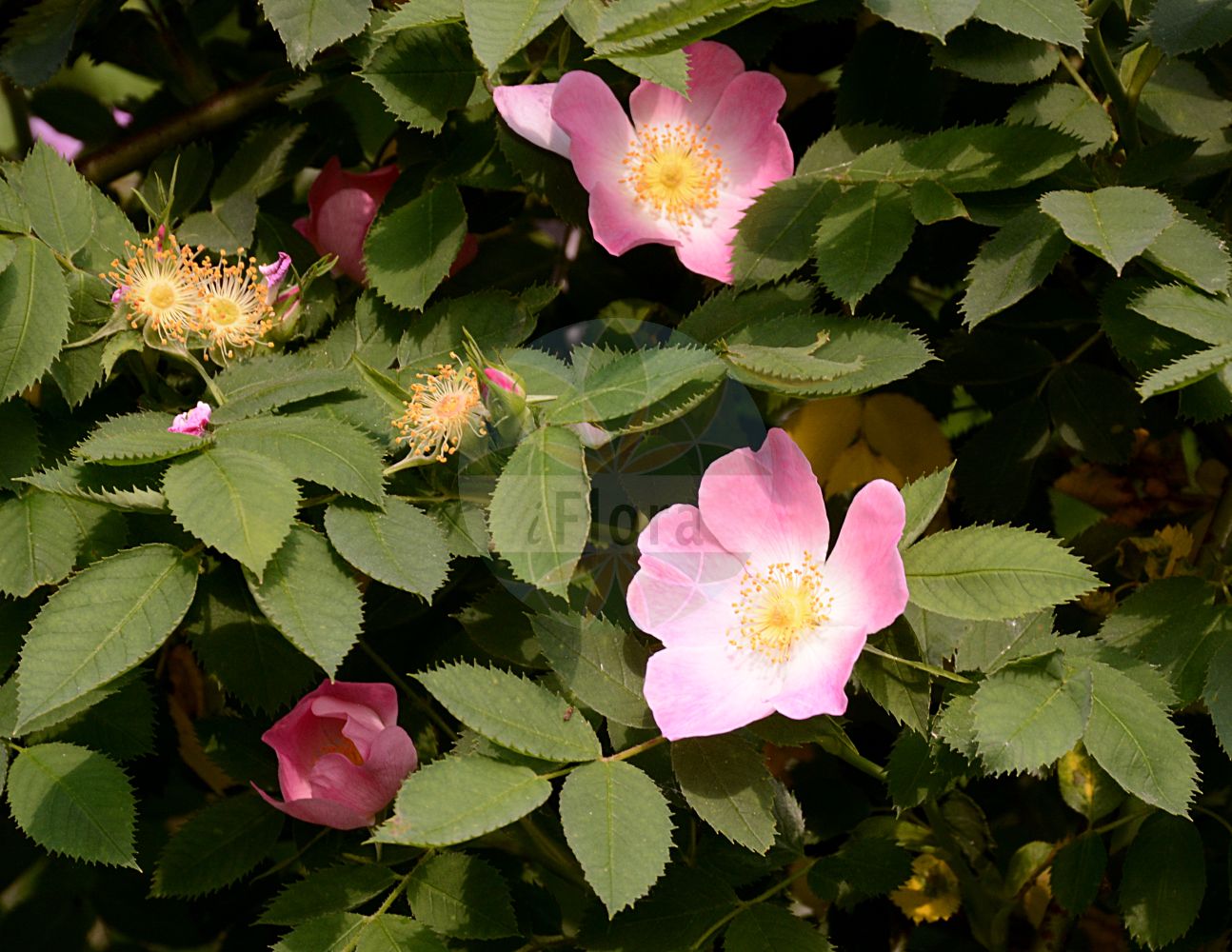 Foto von Rosa subcanina (Falsche Hunds-Rose - False Dog Rose). Das Foto wurde in Sangerhausen, Mansfeld-Südharz, Sachsen-Anhalt, Deutschland aufgenommen. ---- Photo of Rosa subcanina (Falsche Hunds-Rose - False Dog Rose). The picture was taken in Sangerhausen, Mansfeld-Suedharz, Saxony-Anhalt, Germany.(Rosa subcanina,Falsche Hunds-Rose,False Dog Rose,Rosa klasterskyi,Rosa subcanina,Rosa willibaldii,Falsche Hunds-Rose,Falsche Hundsrose,False Dog Rose,Rosa,Rose,Rose,Rosaceae,Rosengewächse,Rose family)