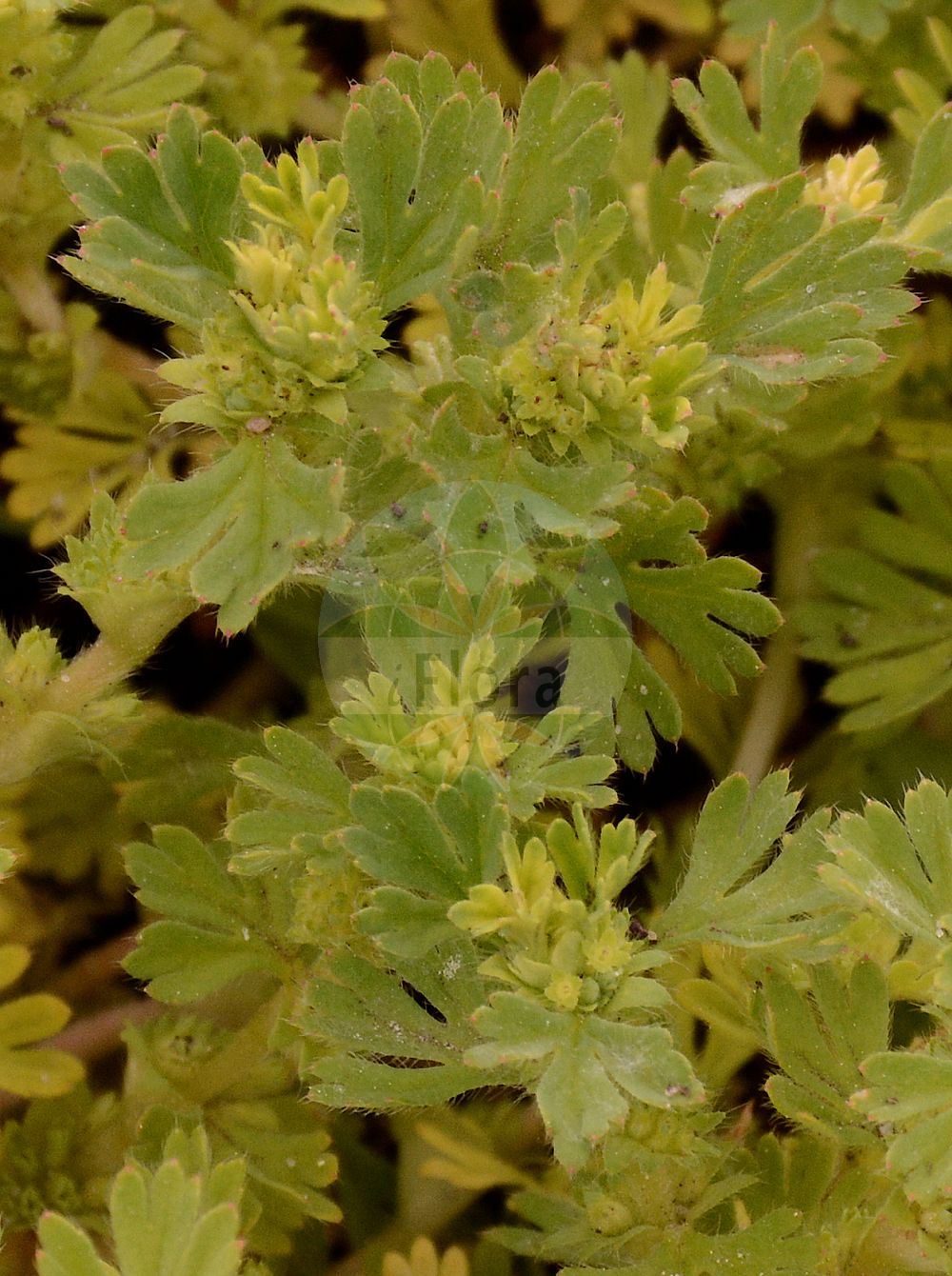 Foto von Aphanes arvensis (Gewöhnlicher Ackerfrauenmantel - Parsley-piert). Das Foto wurde in Bremen, Deutschland aufgenommen. ---- Photo of Aphanes arvensis (Gewöhnlicher Ackerfrauenmantel - Parsley-piert). The picture was taken in Bremen, Germany.(Aphanes arvensis,Gewöhnlicher Ackerfrauenmantel,Parsley-piert,Alchemilla aphanes,Alchemilla arvensis,Alchemilla delicatula,Alchemilla triloba,Aphanes arvensis,Aphanes delicatula,Percepier arvensis,Gewoehnlicher Ackerfrauenmantel,Acker-Sinau,Gewoehnliches Ohmkraut,Parsley-piert,Break-stone,Colicwort,Field Lady's Mantle,Field Parsley Piert,Aphanes,Ackerfrauenmantel,Parsley Piert,Rosaceae,Rosengewächse,Rose family)