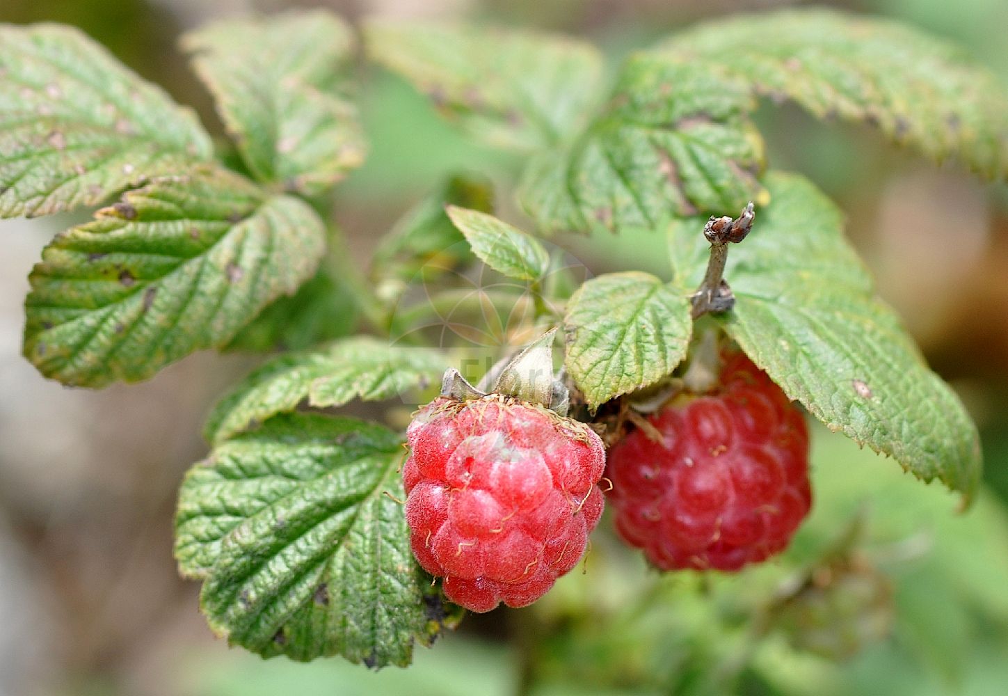 Foto von Rubus subg. Idaeobatus. ---- Photo of Rubus subg. Idaeobatus.(Rubus subg. Idaeobatus,Rubus subg. Idaeobatus,Rubus,Brombeere,Raspberry,Rosaceae,Rosengewächse,Rose family)