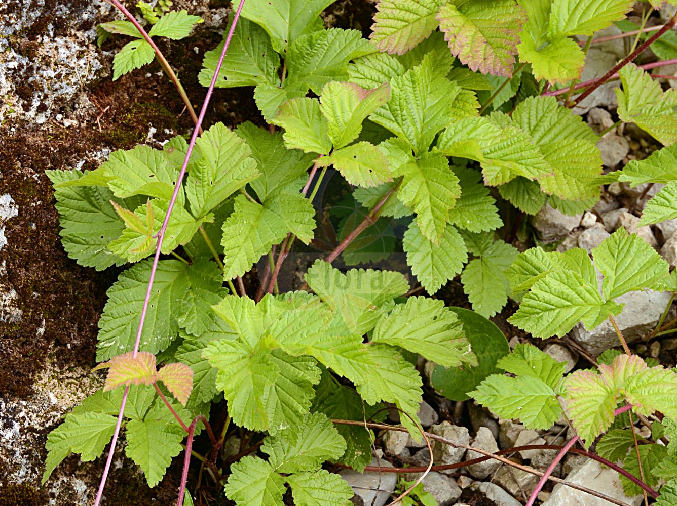 Foto von Rubus subg. Cylactis (Steinbeeren). Das Foto wurde in München, Bayern, Deutschland aufgenommen. ---- Photo of Rubus subg. Cylactis (Steinbeeren). The picture was taken in Munich, Bavaria, Germany.(Rubus subg. Cylactis,Steinbeeren,Rubus subg. Cylactis,Steinbeeren,Rubus,Brombeere,Raspberry,Rosaceae,Rosengewächse,Rose family)
