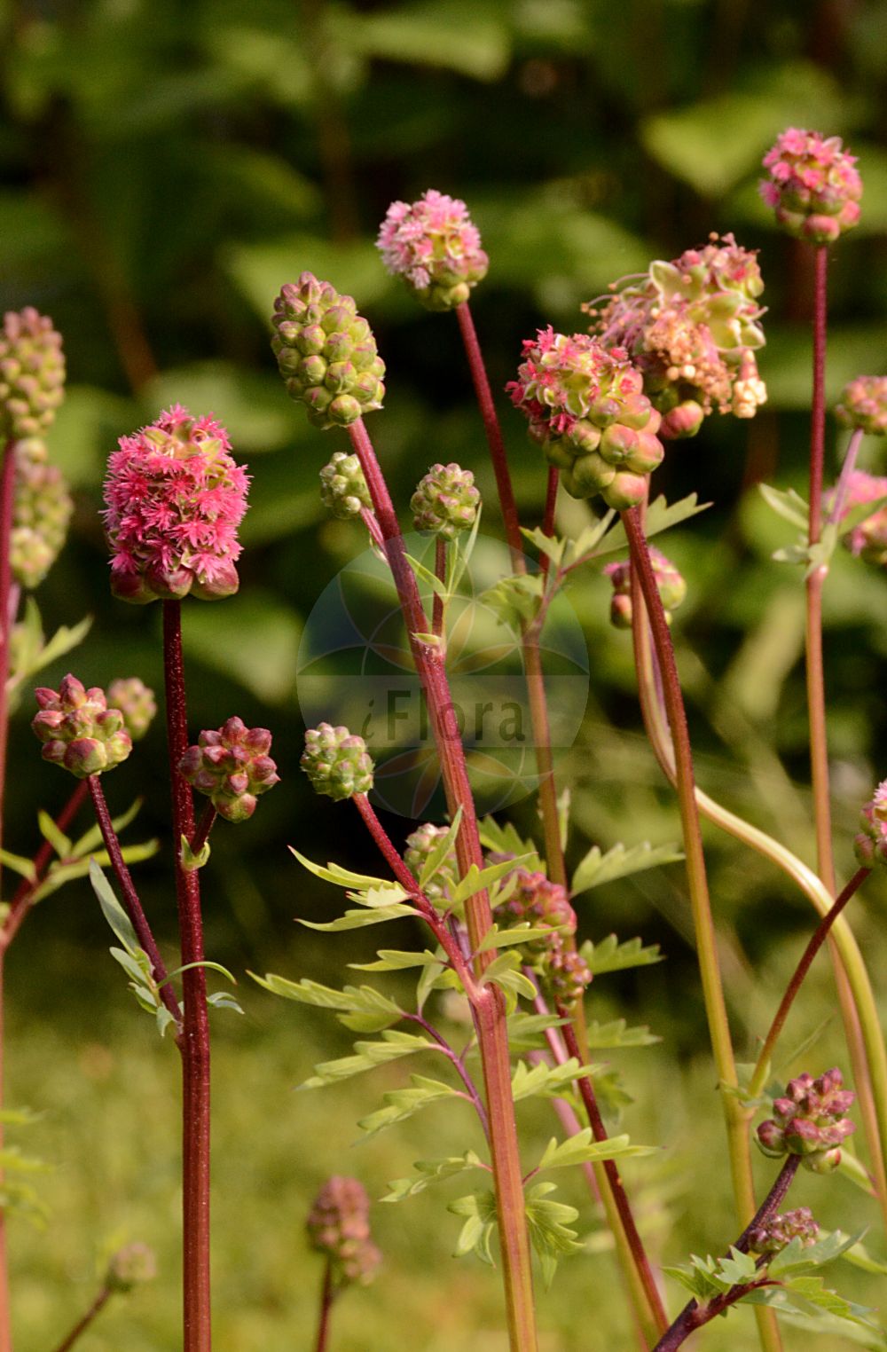 Foto von Sanguisorba minor (Kleiner Wiesenknopf - Small Burnet). Das Foto wurde in München, Bayern, Deutschland aufgenommen. ---- Photo of Sanguisorba minor (Kleiner Wiesenknopf - Small Burnet). The picture was taken in Munich, Bavaria, Germany.(Sanguisorba minor,Kleiner Wiesenknopf,Small Burnet,Pimpinella minor,Pimpinella sanguisorba,Poterium collinum,Poterium minus,Poterium sanguisorba,Poterium vulgare,Sanguisorba minor,Sanguisorba pimpinella,Sanguisorba poterium,Sanguisorba vulgaris,Kleiner Wiesenknopf,Bibernelle,Gefluegelter Wiesenknopf,Hoeckerfruechtiger Wiesenknopf,Weichstacheliger Wiesenknopf,Small Burnet,Salad Burnet,Sanguisorba,Wiesenknopf,Burnet,Rosaceae,Rosengewächse,Rose family)
