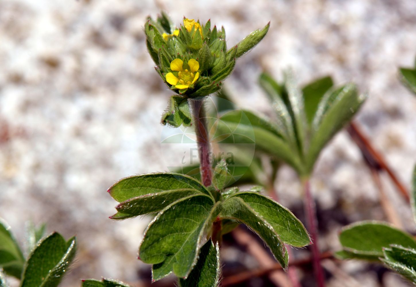 Foto von Sibbaldia procumbens (Alpen-Gelbling - Sibbaldia). Das Foto wurde in Monte Bondeone, Provincia Autonoma di Trento, Italien, Alpen aufgenommen. ---- Photo of Sibbaldia procumbens (Alpen-Gelbling - Sibbaldia). The picture was taken in Monte Bondeone, Provincia Autonoma di Trento, Italy, Alps.(Sibbaldia procumbens,Alpen-Gelbling,Sibbaldia,Coelas procumbens,Dactylophyllum sibbaldia,Dynamidium procumbens,Potentilla procumbens,Potentilla sibbaldiana,Potentilla sibbaldii,Sibbaldia aphanopetala,Sibbaldia macrophylla,Sibbaldia octopetala,Sibbaldia procumbens,Alpen-Gelbling,Sibbaldia,Creeping Sibbaldia,Sibbaldia,Gelbling,Sibbaldia,Rosaceae,Rosengewächse,Rose family)
