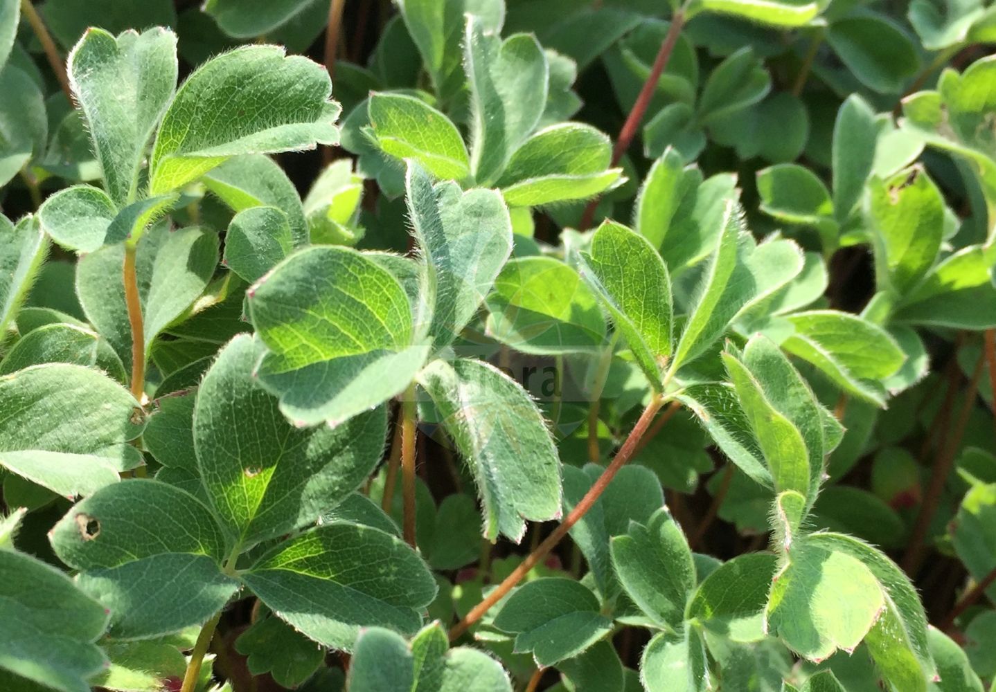 Foto von Sibbaldia procumbens (Alpen-Gelbling - Sibbaldia). Das Foto wurde in Tübingen, Baden-Württemberg, Deutschland aufgenommen. ---- Photo of Sibbaldia procumbens (Alpen-Gelbling - Sibbaldia). The picture was taken in Tuebingen, Baden-Wuerttemberg, Germany.(Sibbaldia procumbens,Alpen-Gelbling,Sibbaldia,Coelas procumbens,Dactylophyllum sibbaldia,Dynamidium procumbens,Potentilla procumbens,Potentilla sibbaldiana,Potentilla sibbaldii,Sibbaldia aphanopetala,Sibbaldia macrophylla,Sibbaldia octopetala,Sibbaldia procumbens,Alpen-Gelbling,Sibbaldia,Creeping Sibbaldia,Sibbaldia,Gelbling,Sibbaldia,Rosaceae,Rosengewächse,Rose family)