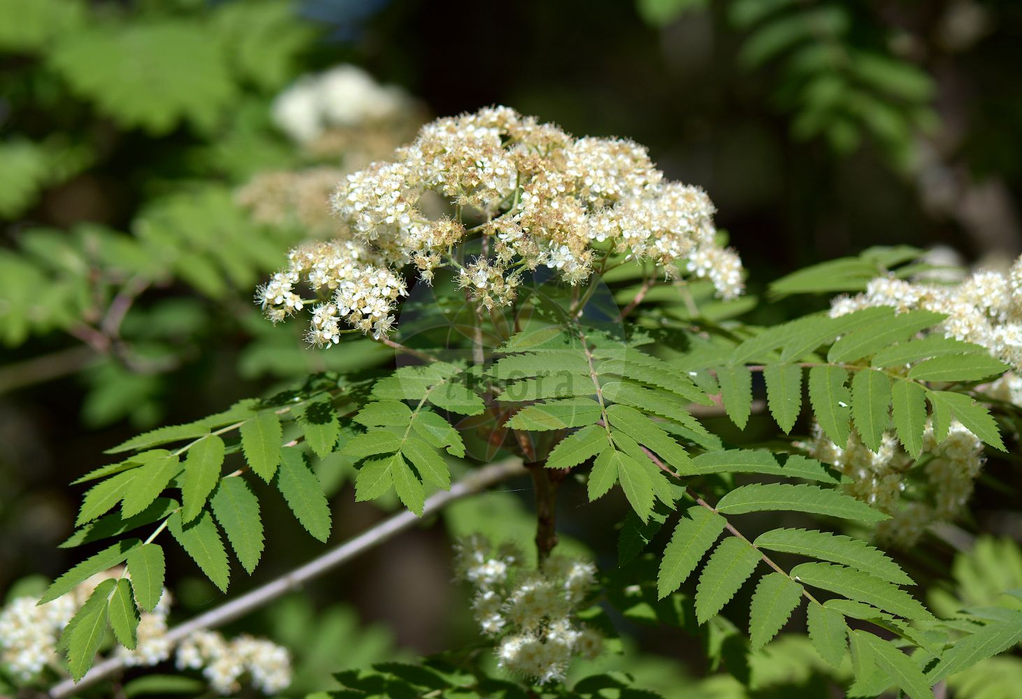Foto von Sorbus aucuparia (Vogelbeere - Rowan). Das Foto wurde in Bochum, Nordrhein-Westfalen, Deutschland aufgenommen. ---- Photo of Sorbus aucuparia (Vogelbeere - Rowan). The picture was taken in Bochum, North Rhine-Westphalia, Germany.(Sorbus aucuparia,Vogelbeere,Rowan,Crataegus aucuparia,Mespilus aucuparia,Pyrenia aucuparia,Pyrus aucuparia,Pyrus pohuashanensis,Sorbus adscharica,Sorbus amurensis,Sorbus aucuparia,Sorbus bachmarensis,Sorbus boissieri,Sorbus gorodkovii,Sorbus pohuashanensis,Vogelbeere,Gebirgs-Eberesche,Gebirgs-Vogelbeere,Gewoehnliche Vogelbeere,Vogelbeerbaum,Rowan,Common Mountain Ash,Common Rowan,European Mountain Ash,Mountain Ash,Quickbeam,Witchwood,Sorbus,Vogelbeere,White Beam,Rosaceae,Rosengewächse,Rose family)