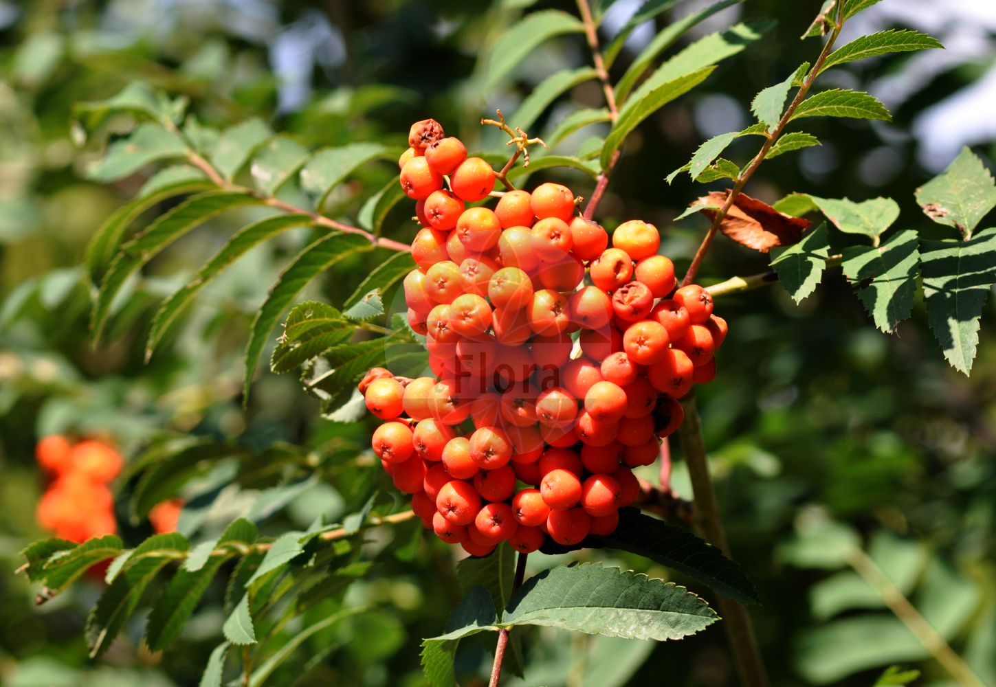 Foto von Sorbus aucuparia (Vogelbeere - Rowan). Das Foto wurde in Meran, Südtirol, Italien aufgenommen. ---- Photo of Sorbus aucuparia (Vogelbeere - Rowan). The picture was taken in Meran, South-Tyrol, Italy.(Sorbus aucuparia,Vogelbeere,Rowan,Crataegus aucuparia,Mespilus aucuparia,Pyrenia aucuparia,Pyrus aucuparia,Pyrus pohuashanensis,Sorbus adscharica,Sorbus amurensis,Sorbus aucuparia,Sorbus bachmarensis,Sorbus boissieri,Sorbus gorodkovii,Sorbus pohuashanensis,Vogelbeere,Gebirgs-Eberesche,Gebirgs-Vogelbeere,Gewoehnliche Vogelbeere,Vogelbeerbaum,Rowan,Common Mountain Ash,Common Rowan,European Mountain Ash,Mountain Ash,Quickbeam,Witchwood,Sorbus,Vogelbeere,White Beam,Rosaceae,Rosengewächse,Rose family)
