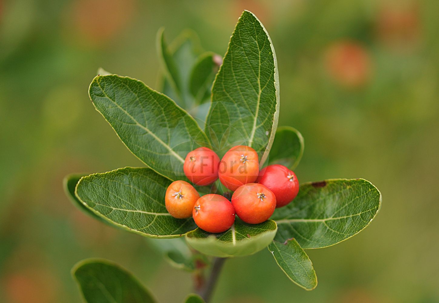 Foto von Sorbus chamaemespilus (Zwerg-Mehlbeere - Dwarf Whitebeam). Das Foto wurde in Giessen, Hessen, Deutschland aufgenommen. ---- Photo of Sorbus chamaemespilus (Zwerg-Mehlbeere - Dwarf Whitebeam). The picture was taken in Giessen, Hesse, Germany.(Sorbus chamaemespilus,Zwerg-Mehlbeere,Dwarf Whitebeam,Aria chamaemespilus,Aria crantzii,Aronia chamaemespilus,Azarolus chamaemespilus,Chamaemespilus alpina,Chamaemespilus humilis,Crataegus chamaemespilus,Crataegus humilis,Hahnia chamaemespilus,Lazarolus chamaemespilus,Mespilus chamaemespilus,Pyrenia chamaemespilus,Pyrus alpina,Pyrus chamaemespilus,Sorbus cerasoides,Sorbus chamaemespilus,Sorbus dentosa,Sorbus pilosula,Sorbus purpurea,Zwerg-Mehlbeere,Alpen-Zwergmispel,Filzige Zwerg-Mehlbeere,Dwarf Whitebeam,Dwarf Medlar,False Medlar,Sorbus,Vogelbeere,White Beam,Rosaceae,Rosengewächse,Rose family)