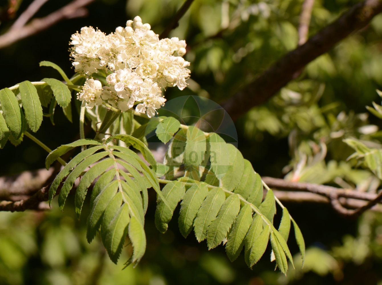 Foto von Sorbus domestica (Speierling - Service-tree). Das Foto wurde in Köln, Nordrhein-Westfalen, Deutschland aufgenommen. ---- Photo of Sorbus domestica (Speierling - Service-tree). The picture was taken in Cologne, North Rhine-Westphalia, Germany.(Sorbus domestica,Speierling,Service-tree,Cormus domestica,Crataegus austera,Malus sorbus,Mespilus domestica,Prunus sorbus,Pyrenia sorbus,Pyrus domestica,Pyrus sorbus,Sorbus domestica,Sorbus syrmiensis,Speierling,Sperberbaum,Service-tree,Ceque,Sorb,Sorbus,Vogelbeere,White Beam,Rosaceae,Rosengewächse,Rose family)
