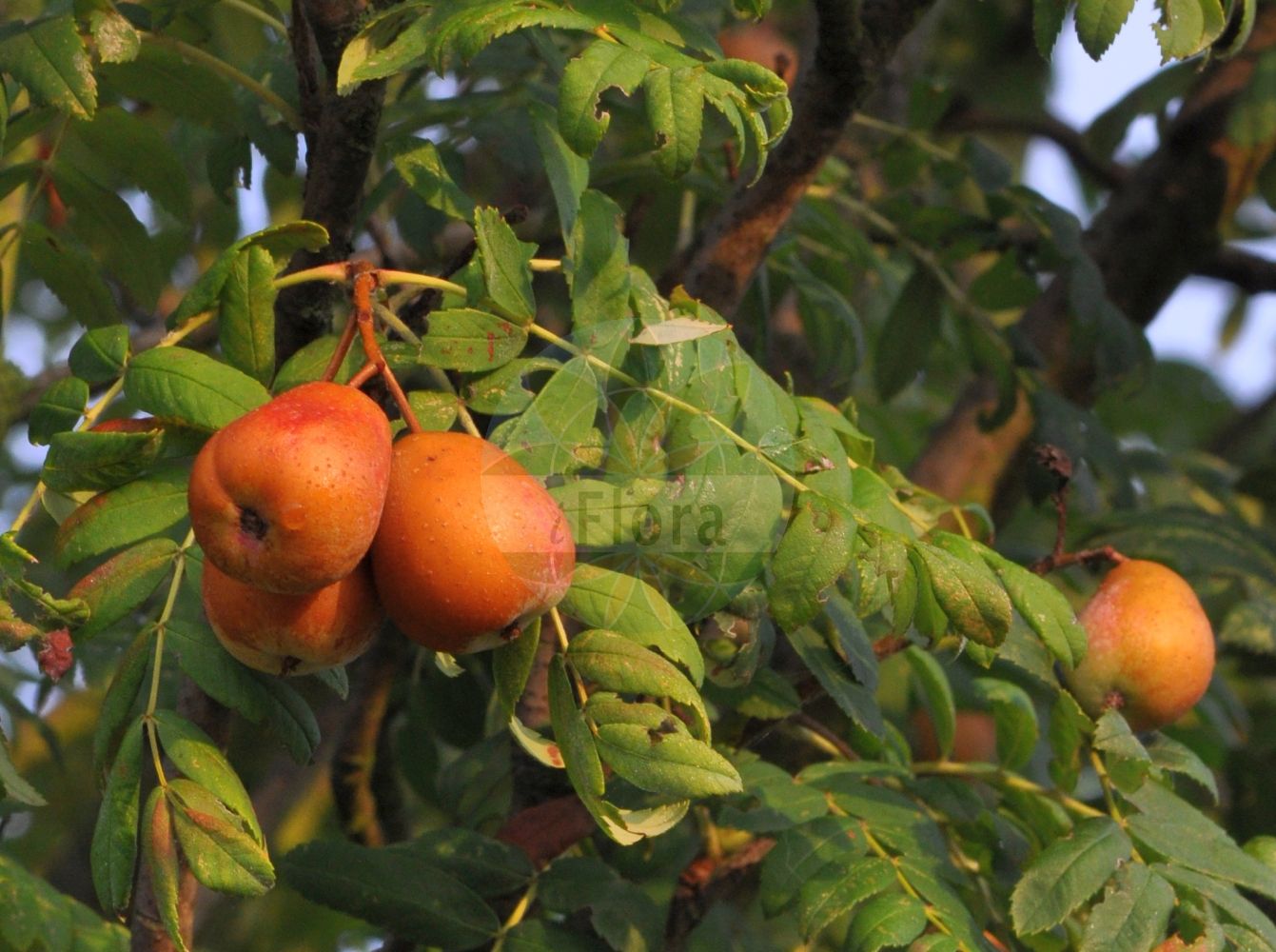 Foto von Sorbus domestica (Speierling - Service-tree). Das Foto wurde in Köln, Nordrhein-Westfalen, Deutschland aufgenommen. ---- Photo of Sorbus domestica (Speierling - Service-tree). The picture was taken in Cologne, North Rhine-Westphalia, Germany.(Sorbus domestica,Speierling,Service-tree,Cormus domestica,Crataegus austera,Malus sorbus,Mespilus domestica,Prunus sorbus,Pyrenia sorbus,Pyrus domestica,Pyrus sorbus,Sorbus domestica,Sorbus syrmiensis,Speierling,Sperberbaum,Service-tree,Ceque,Sorb,Sorbus,Vogelbeere,White Beam,Rosaceae,Rosengewächse,Rose family)