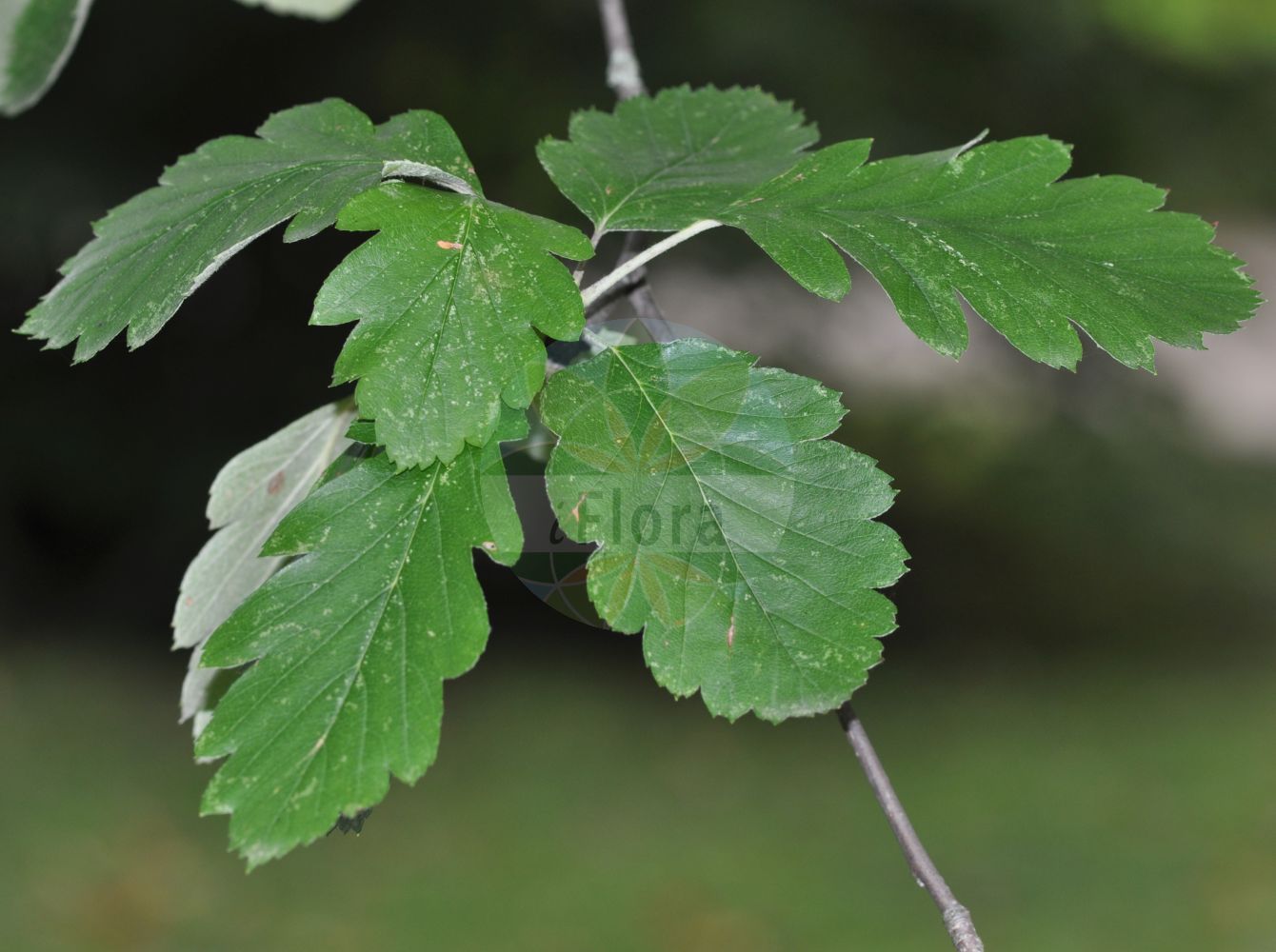 Foto von Sorbus intermedia (Schwedische Mehlbeere - Swedish Whitebeam). Das Foto wurde in Mainz, Rheinland-Pfalz, Deutschland aufgenommen. ---- Photo of Sorbus intermedia (Schwedische Mehlbeere - Swedish Whitebeam). The picture was taken in Mainz, Rhineland-Palatinate, Germany.(Sorbus intermedia,Schwedische Mehlbeere,Swedish Whitebeam,Aria intermedia,Aria scandica,Aria suecica,Azarolus intermedia,Hahnia intermedia,Hahnia suecica,Lazarolus intermedia,Pyrus intermedia,Pyrus scandica,Pyrus semipinnata,Pyrus suecica,Sorbus intermedia,Sorbus scandica,Sorbus suecica,Schwedische Mehlbeere,Swedish Whitebeam,Cut-leaved Whitebeam,Sorbus,Vogelbeere,White Beam,Rosaceae,Rosengewächse,Rose family)