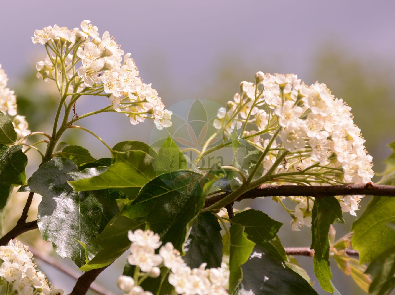 Foto von Sorbus torminalis (Elsbeere - Wild Service-tree). Das Foto wurde in Bonn, Nordrhein-Westfalen, Deutschland aufgenommen. ---- Photo of Sorbus torminalis (Elsbeere - Wild Service-tree). The picture was taken in Bonn, North Rhine-Westphalia, Germany.(Sorbus torminalis,Elsbeere,Wild Service-tree,Aria torminalis,Azarolus torminalis,Crataegus torminalis,Hahnia torminalis,Lazarolus torminalis,Malus torminalis,Mespilus torminalis,Pyrenia torminalis,Pyrus septiloba,Pyrus torminalis,Sorbus glaberrima,Sorbus orientalis,Sorbus perincisa,Sorbus torminalis,Torminalis clusii,Torminalis orientalis,Torminaria clusii,Torminaria torminalis,Torminaria vulgaris,Elsbeere,Elsbeerbaum,Wild Service-tree,Chequer Tree,Checkertree,Lezzory,Sorbus,Vogelbeere,White Beam,Rosaceae,Rosengewächse,Rose family)