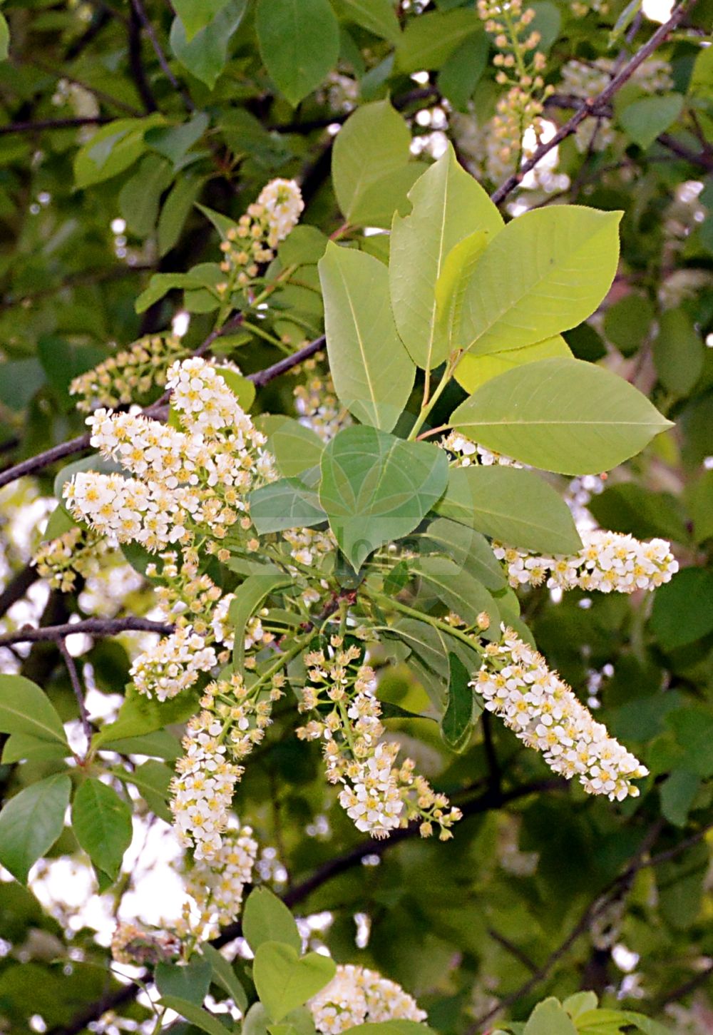 Foto von Prunus virginiana (Virginische Trauben-Kirsche - Chokecherry). Das Foto wurde in Bonn, Nordrhein-Westfalen, Deutschland aufgenommen. ---- Photo of Prunus virginiana (Virginische Trauben-Kirsche - Chokecherry). The picture was taken in Bonn, North Rhine-Westphalia, Germany.(Prunus virginiana,Virginische Trauben-Kirsche,Chokecherry,Padus rubra,Padus virginiana,Prunus virginiana,Prunus virginica,Virginische Trauben-Kirsche,Chokecherry,Common Chokecherry,Prunus,Kirsche,Plum,Rosaceae,Rosengewächse,Rose family)