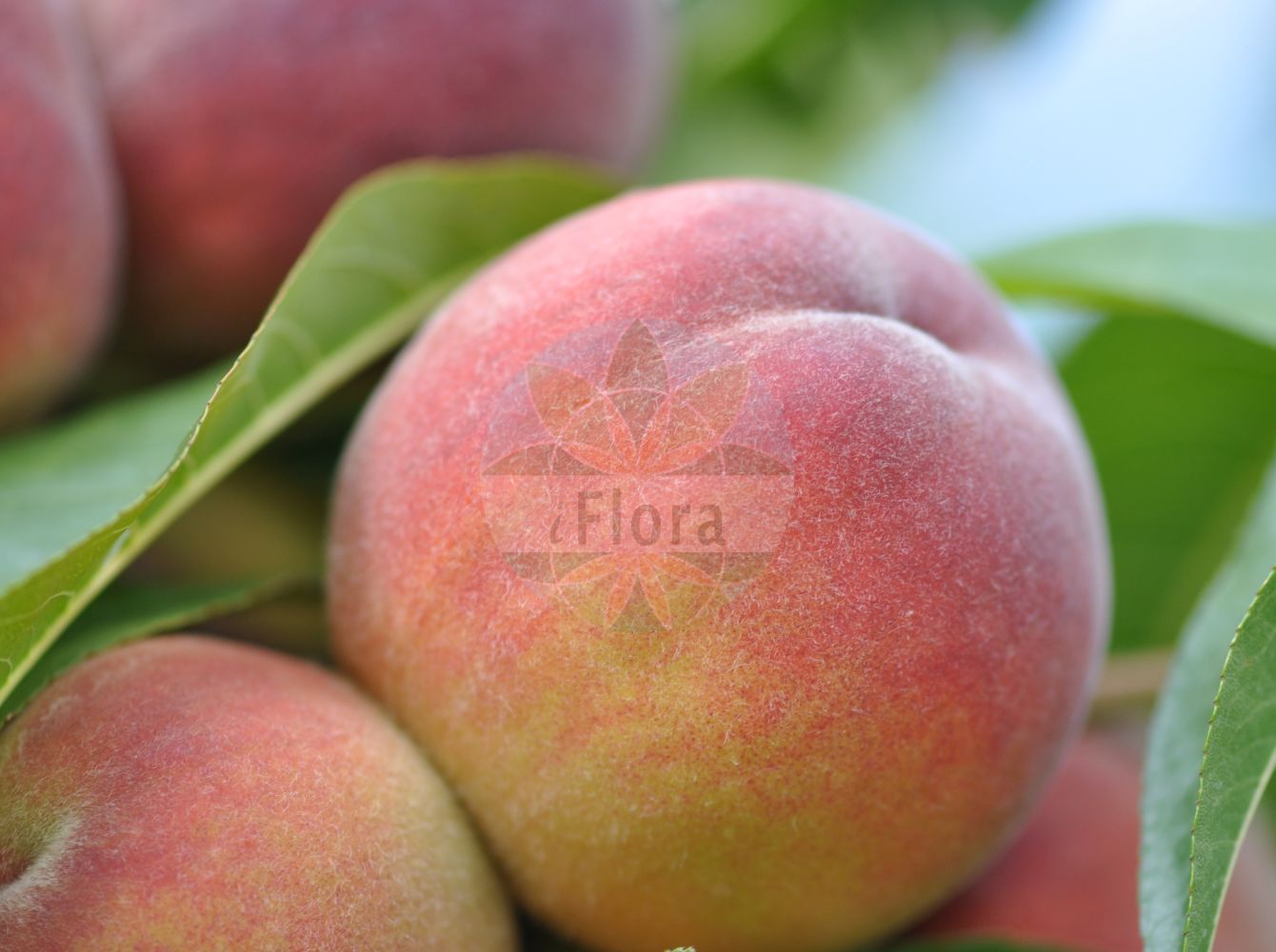 Foto von Prunus persica (Kultur-Pfirsich - Peach). Das Foto wurde in Meran, Südtirol, Italien aufgenommen. ---- Photo of Prunus persica (Kultur-Pfirsich - Peach). The picture was taken in Meran, South-Tyrol, Italy.(Prunus persica,Kultur-Pfirsich,Peach,Amygdalus persica,Persica laevis,Persica nucipersica,Persica vulgaris,Prunus daemonifuga,Prunus persica,Prunus persica subsp. nucipersica,Kultur-Pfirsich,Pfirsich,Peach,Prunus,Kirsche,Plum,Rosaceae,Rosengewächse,Rose family)