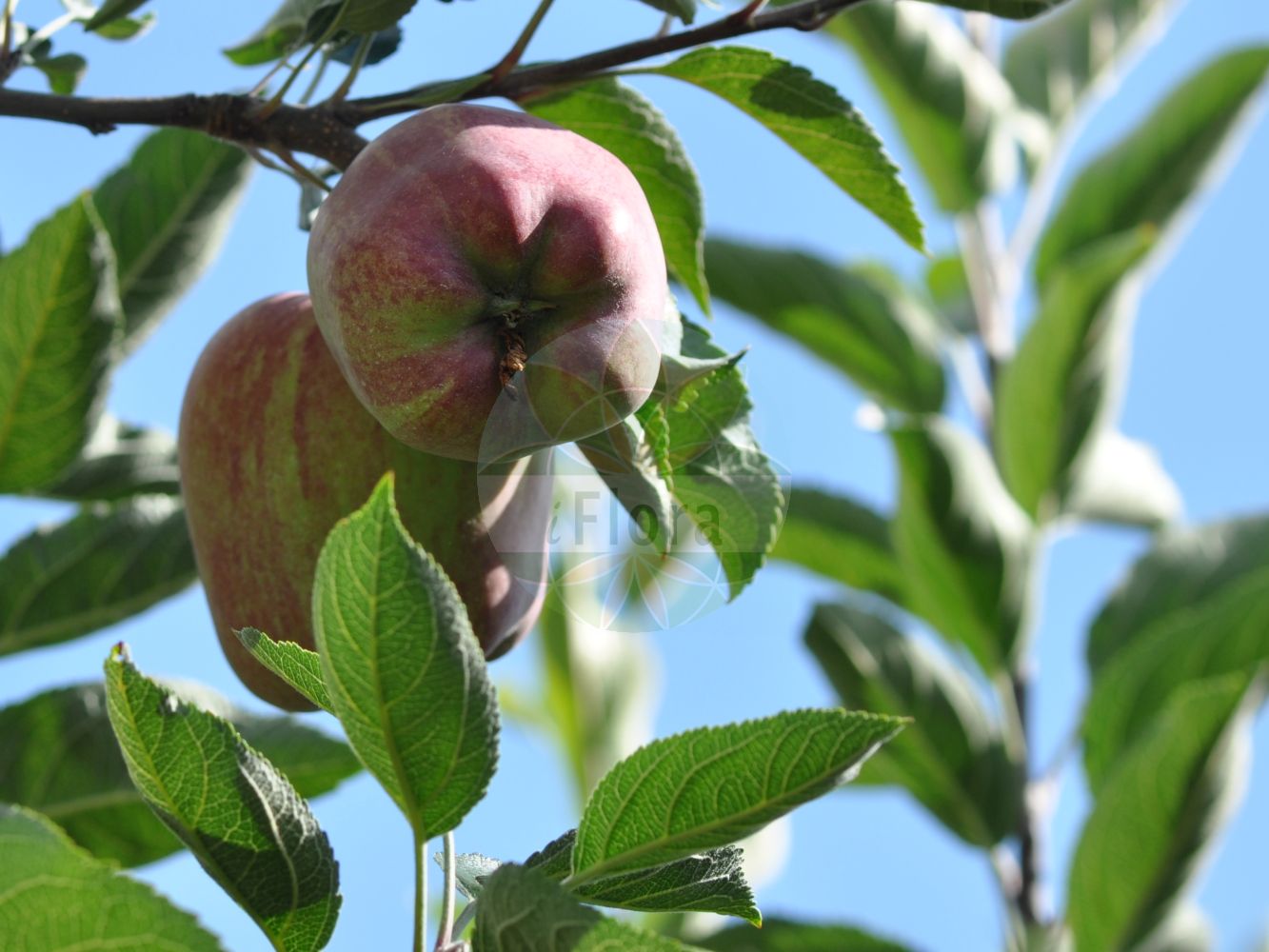 Foto von Malus pumila (Garten-Apfel - Orchard Apple). Das Foto wurde in Meran, Südtirol, Italien aufgenommen. ---- Photo of Malus pumila (Garten-Apfel - Orchard Apple). The picture was taken in Meran, South-Tyrol, Italy.(Malus pumila,Garten-Apfel,Orchard Apple,Malus dioica,Malus domestica,Malus frutescens,Malus paradisiaca,Malus pumila,Malus sativa,Malus sieversii,Malus sylvestris,Pyrenia malus,Pyrus cavillea,Pyrus dioica,Pyrus epirotica,Pyrus paradisiaca,Pyrus prasomila,Pyrus pumila,Pyrus sieversii,Pyrus sylvestris,Sorbus malus,Garten-Apfel,Kultur-Apfel,Orchard Apple,Malus,Apfel,Apple,Rosaceae,Rosengewächse,Rose family)