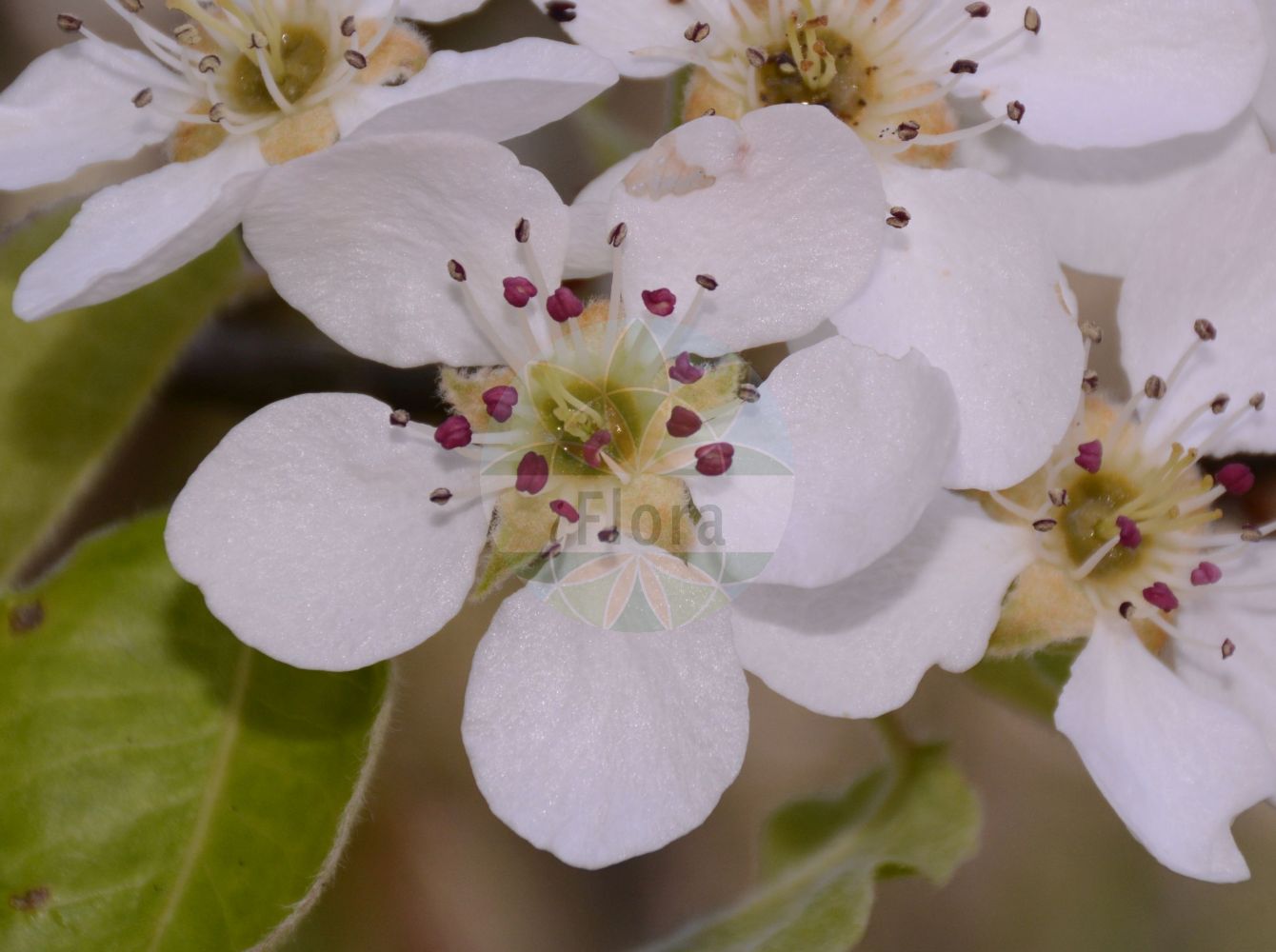 Foto von Pyrus communis (Kultur-Birne - Pear). Das Foto wurde in Köln, Nordrhein-Westfalen, Deutschland aufgenommen. ---- Photo of Pyrus communis (Kultur-Birne - Pear). The picture was taken in Cologne, North Rhine-Westphalia, Germany.(Pyrus communis,Kultur-Birne,Pear,Crataegus excelsa,Pyrenia pyrus,Pyrus amphigenea,Pyrus balansae,Pyrus communis,Pyrus elata,Pyrus sosnovskyi,Pyrus vsevolodii,Sorbus pyrus,Kultur-Birne,Pear,Wild Pear,Common Pear,Pyrus,Birne,Pear,Rosaceae,Rosengewächse,Rose family)