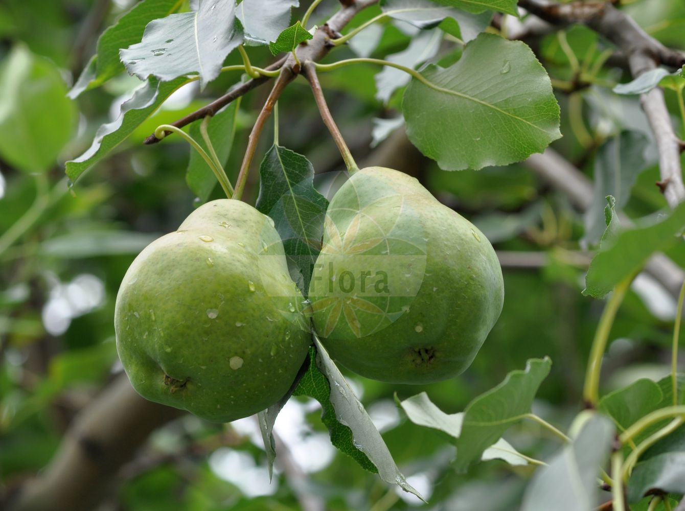 Foto von Pyrus communis (Kultur-Birne - Pear). Das Foto wurde in Frankfurt, Hessen, Deutschland aufgenommen. ---- Photo of Pyrus communis (Kultur-Birne - Pear). The picture was taken in Frankfurt, Hesse, Germany.(Pyrus communis,Kultur-Birne,Pear,Crataegus excelsa,Pyrenia pyrus,Pyrus amphigenea,Pyrus balansae,Pyrus communis,Pyrus elata,Pyrus sosnovskyi,Pyrus vsevolodii,Sorbus pyrus,Kultur-Birne,Pear,Wild Pear,Common Pear,Pyrus,Birne,Pear,Rosaceae,Rosengewächse,Rose family)