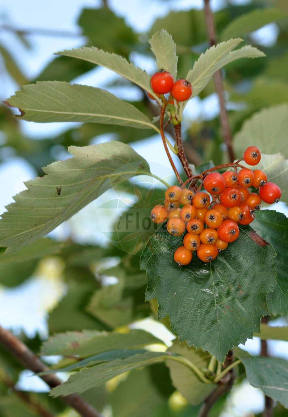 Foto von Sorbus badensis (Badische Bastard-Mehlbeere). ---- Photo of Sorbus badensis (Badische Bastard-Mehlbeere).(Sorbus badensis,Badische Bastard-Mehlbeere,Sorbus badensis,Badische Bastard-Mehlbeere,Sorbus,Vogelbeere,White Beam,Rosaceae,Rosengewächse,Rose family)