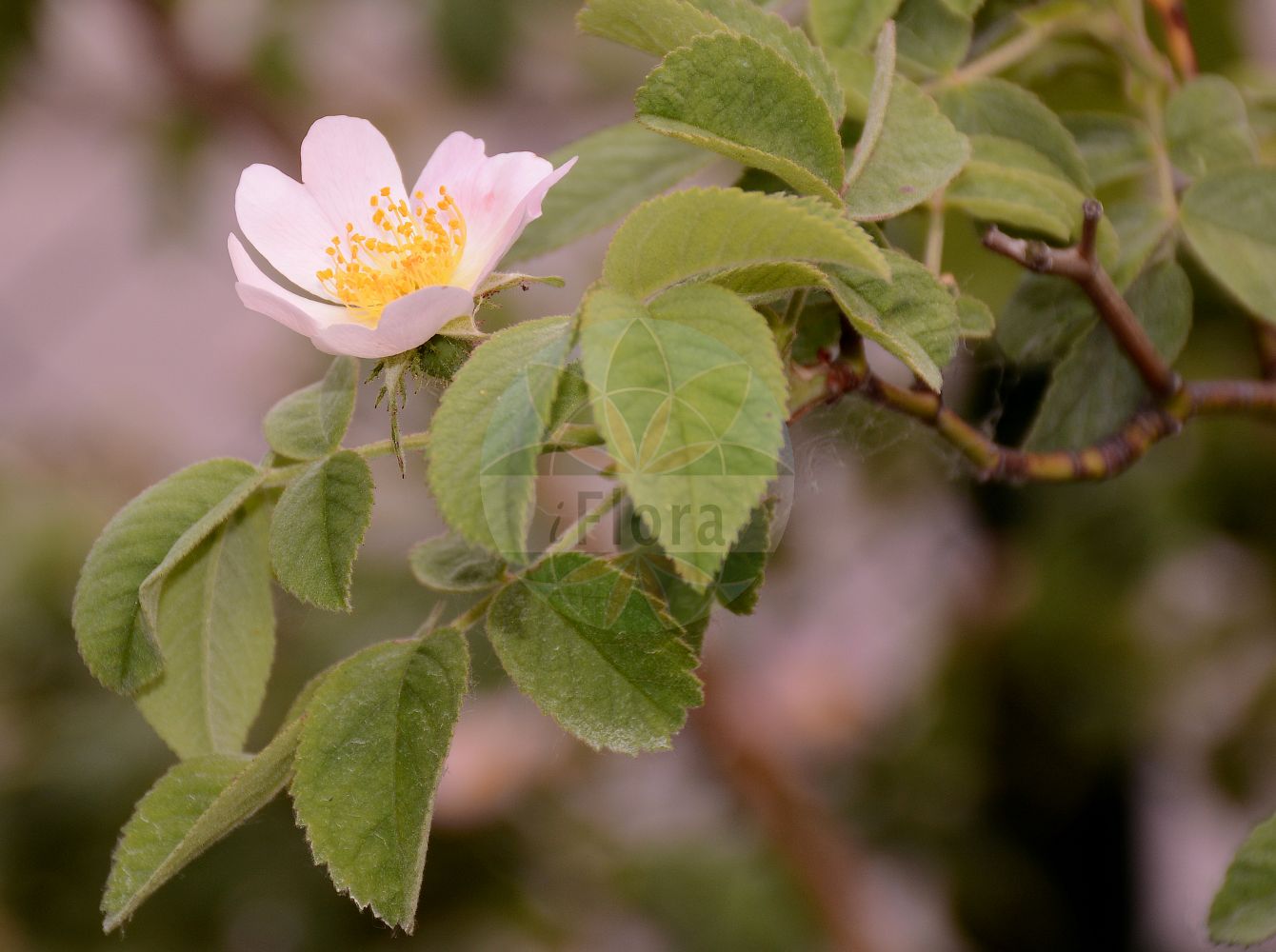 Foto von Rosa pseudoscabriuscula (Falsche Filz-Rose - Downy Rose). Das Foto wurde in Sangerhausen, Mansfeld-Südharz, Sachsen-Anhalt, Deutschland aufgenommen. ---- Photo of Rosa pseudoscabriuscula (Falsche Filz-Rose - Downy Rose). The picture was taken in Sangerhausen, Mansfeld-Suedharz, Saxony-Anhalt, Germany.(Rosa pseudoscabriuscula,Falsche Filz-Rose,Downy Rose,Rosa pseudoscabriuscula,Rosa tomentosa subsp. pseudoscabriuscula,Falsche Filz-Rose,Falsche Filzrose,Downy Rose,Harsh Downy Rose,Rosa,Rose,Rose,Rosaceae,Rosengewächse,Rose family)