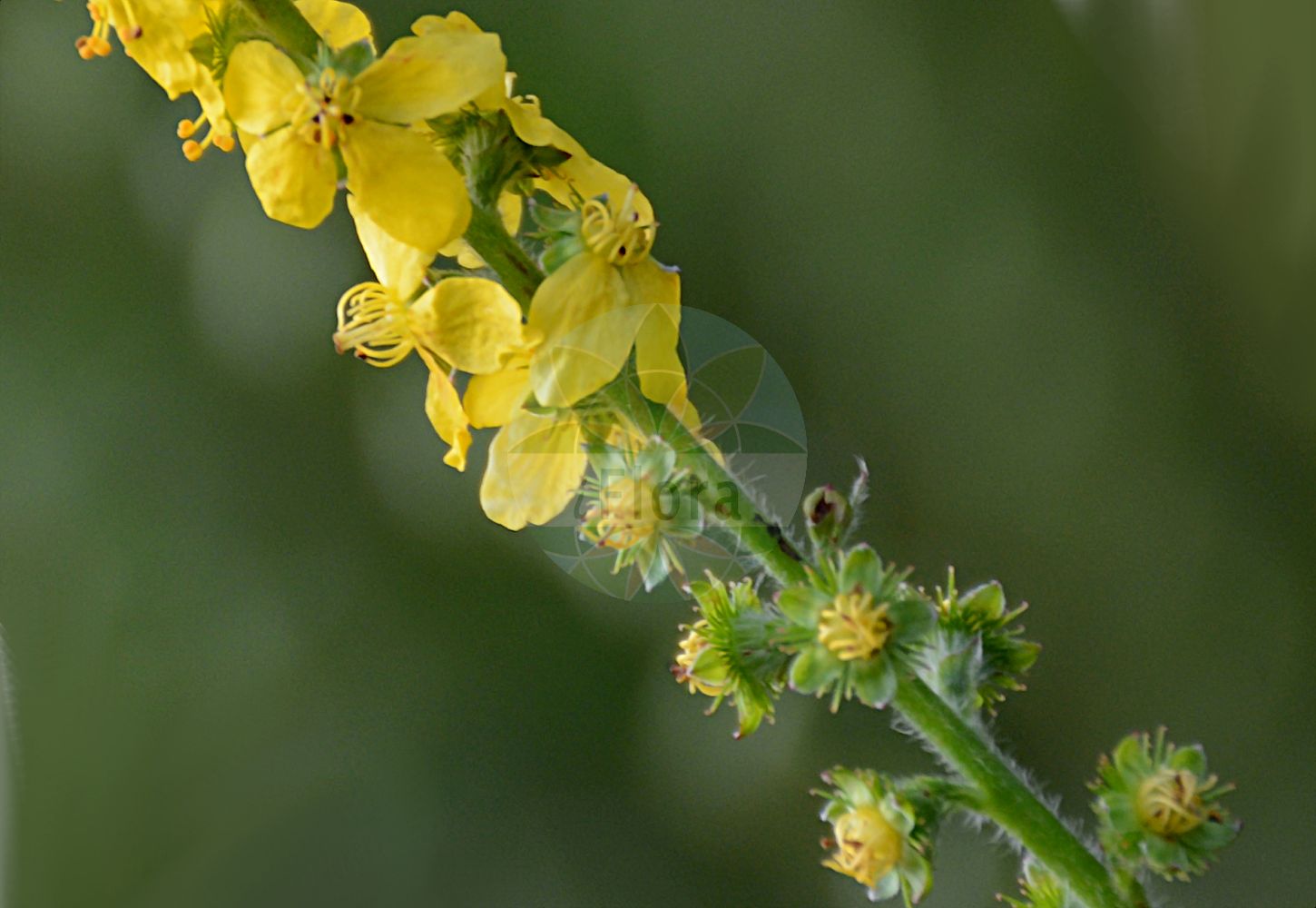 Foto von Agrimonia eupatoria (Kleiner Odermennig - Agrimony). Das Foto wurde in Dresden, Sachsen, Deutschland aufgenommen. ---- Photo of Agrimonia eupatoria (Kleiner Odermennig - Agrimony). The picture was taken in Dresden, Sachsen, Germany.(Agrimonia eupatoria,Kleiner Odermennig,Agrimony,Agrimonia eupatoria,Kleiner Odermennig,Echter Odermennig,Agrimony,Churchsteeples,Icelandic Poppy,Common Agrimony,Liverwort,Agrimonia,Odermennig,Agrimony,Rosaceae,Rosengewächse,Rose family)
