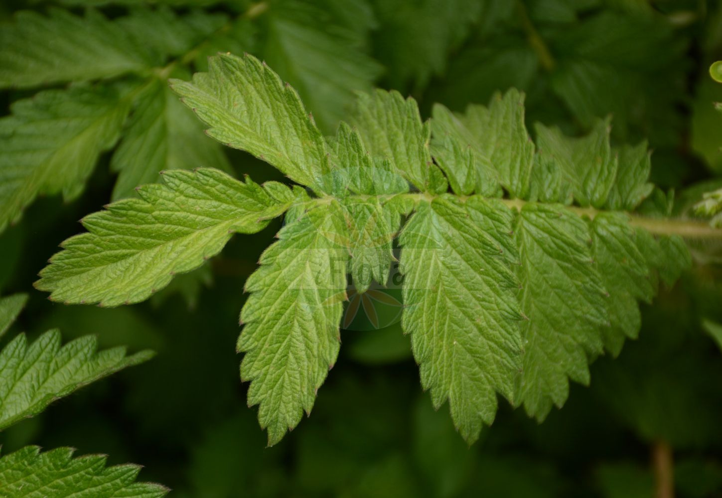 Foto von Agrimonia eupatoria (Kleiner Odermennig - Agrimony). Das Foto wurde in Jardin des Plantes, Paris, Frankreich aufgenommen. ---- Photo of Agrimonia eupatoria (Kleiner Odermennig - Agrimony). The picture was taken in Jardin des Plantes, Paris, France.(Agrimonia eupatoria,Kleiner Odermennig,Agrimony,Agrimonia eupatoria,Kleiner Odermennig,Echter Odermennig,Agrimony,Churchsteeples,Icelandic Poppy,Common Agrimony,Liverwort,Agrimonia,Odermennig,Agrimony,Rosaceae,Rosengewächse,Rose family)