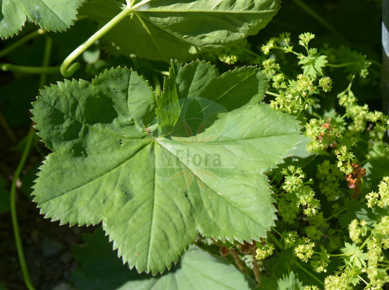 Foto von Alchemilla monticola (Bergwiesen-Frauenmantel - Pastoral Lady's-mantle). Das Foto wurde in Uppsala, Schweden aufgenommen. ---- Photo of Alchemilla monticola (Bergwiesen-Frauenmantel - Pastoral Lady's-mantle). The picture was taken in Uppsala, Sweden.(Alchemilla monticola,Bergwiesen-Frauenmantel,Pastoral Lady's-mantle,Alchemilla gracilis,Alchemilla hungarica,Alchemilla monticola,Alchemilla pascualis,Alchemilla pastoralis,Alchemilla vulgaris subsp. pastoralis,Bergwiesen-Frauenmantel,Pastoral Lady's-mantle,Hairy Lady's Mantle,Lady's Mantle,Alchemilla,Frauenmantel,Lady's Mantle,Rosaceae,Rosengewächse,Rose family)