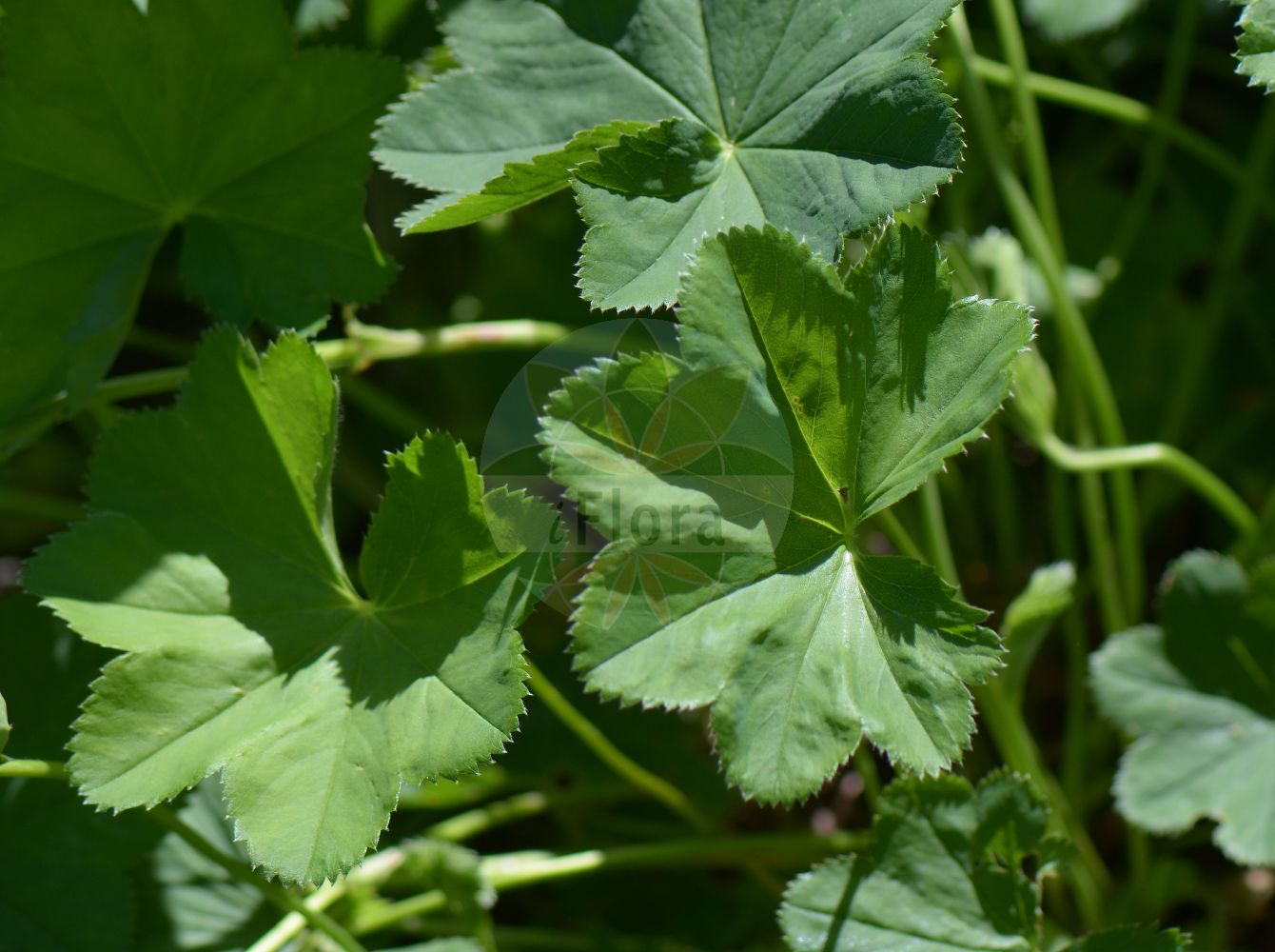 Foto von Alchemilla monticola (Bergwiesen-Frauenmantel - Pastoral Lady's-mantle). Das Foto wurde in Uppsala, Schweden aufgenommen. ---- Photo of Alchemilla monticola (Bergwiesen-Frauenmantel - Pastoral Lady's-mantle). The picture was taken in Uppsala, Sweden.(Alchemilla monticola,Bergwiesen-Frauenmantel,Pastoral Lady's-mantle,Alchemilla gracilis,Alchemilla hungarica,Alchemilla monticola,Alchemilla pascualis,Alchemilla pastoralis,Alchemilla vulgaris subsp. pastoralis,Bergwiesen-Frauenmantel,Pastoral Lady's-mantle,Hairy Lady's Mantle,Lady's Mantle,Alchemilla,Frauenmantel,Lady's Mantle,Rosaceae,Rosengewächse,Rose family)