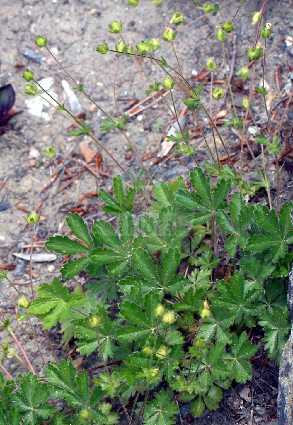 Foto von Alchemilla pentaphyllea (Fünfblättriger Frauenmantel). Das Foto wurde in Bormio, Lombardia, Italien aufgenommen. ---- Photo of Alchemilla pentaphyllea (Fünfblättriger Frauenmantel). The picture was taken in Bormio, Lombardia, Italy.(Alchemilla pentaphyllea,Fünfblättriger Frauenmantel,Alchemilla pentaphyllea,Fuenfblaettriger Frauenmantel,Alchemilla,Frauenmantel,Lady's Mantle,Rosaceae,Rosengewächse,Rose family)