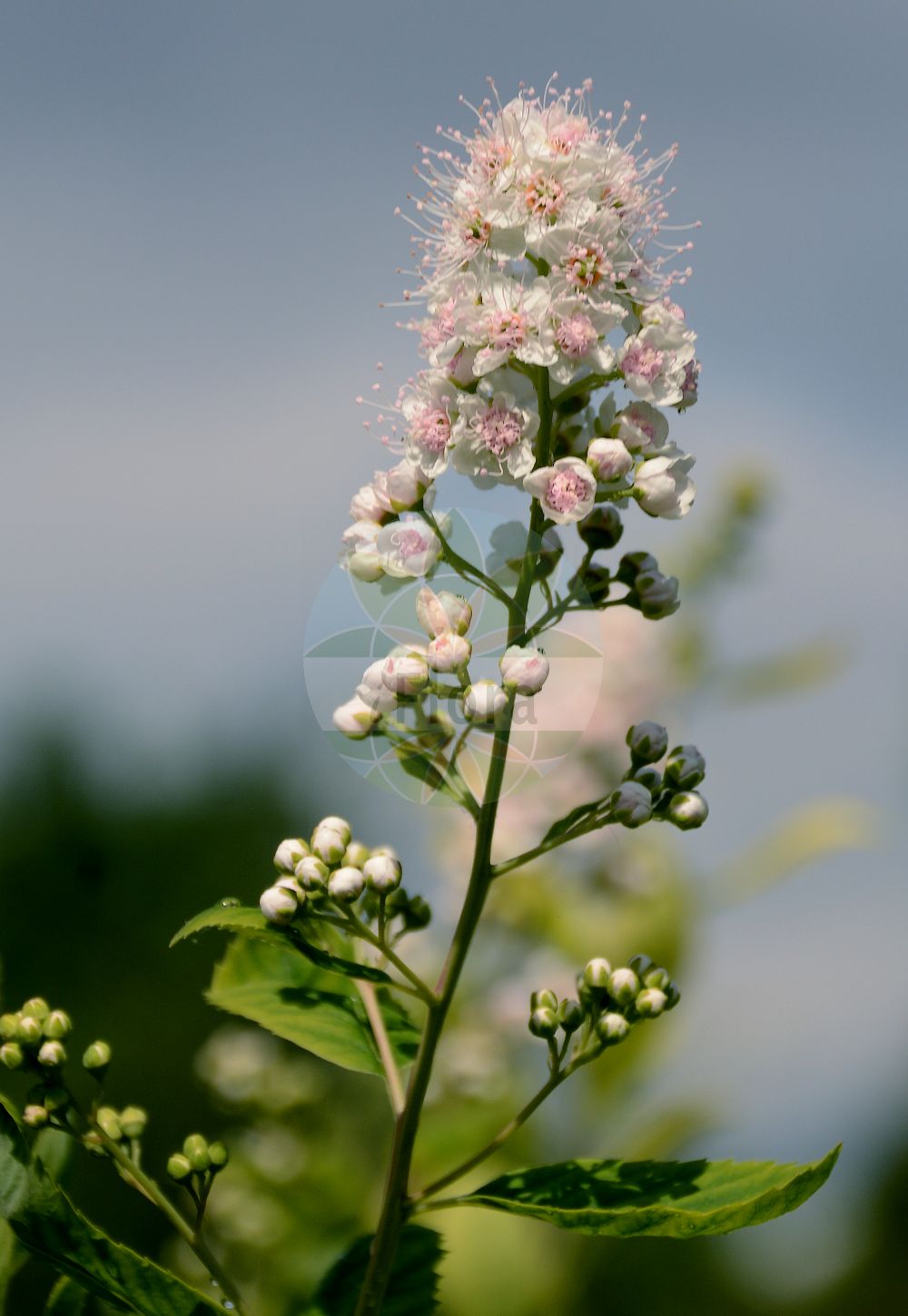 Foto von Spiraea alba (Weißer Spierstrauch - Pale Bridewort). Das Foto wurde in Jardin des Plantes, Paris, Frankreich aufgenommen. ---- Photo of Spiraea alba (Weißer Spierstrauch - Pale Bridewort). The picture was taken in Jardin des Plantes, Paris, France.(Spiraea alba,Weißer Spierstrauch,Pale Bridewort,Spiraea alba,Spiraea ciliata,Spiraea cuneifolia,Spiraea flexuosa,Spiraea lanceolata,Spiraea lancifolia,Spiraea latifolia,Spiraea paniculata,Spiraea undulata,Weisser Spierstrauch,Pale Bridewort,Meadowsweet,White Meadowsweet,Narrow-leaf Meadowsweet,Narrow-leaf Spirea,Spiraea,Spierstrauch,Brideworts,Rosaceae,Rosengewächse,Rose family)
