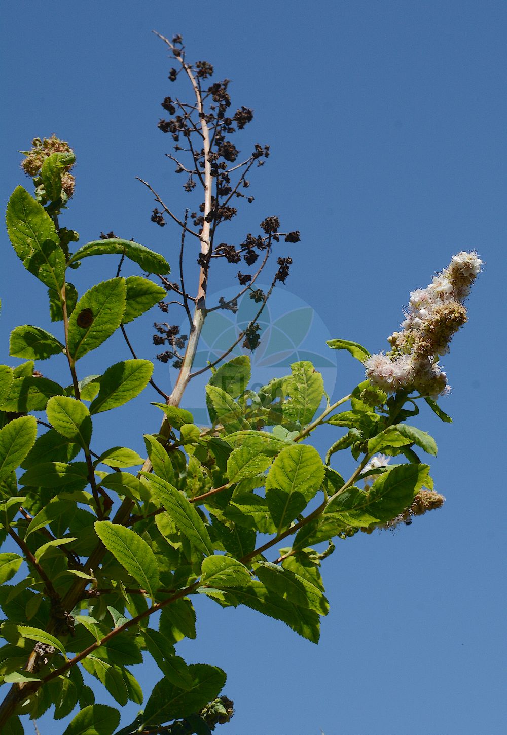 Foto von Spiraea salicifolia (Bridewort). Das Foto wurde in Mainz, Rheinland-Pfalz, Deutschland aufgenommen. ---- Photo of Spiraea salicifolia (Bridewort). The picture was taken in Mainz, Rhineland-Palatinate, Germany.(Spiraea salicifolia,Bridewort,Spiraea humilis,Spiraea salicifolia,Spiraea virgata,Spiraea,Spierstrauch,Brideworts,Rosaceae,Rosengewächse,Rose family)