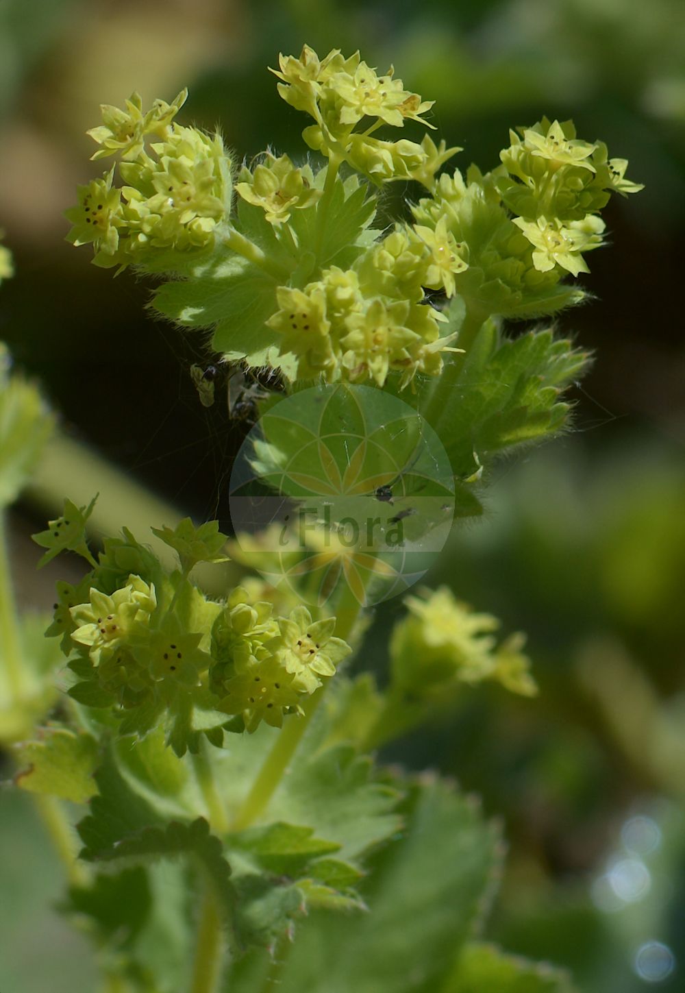 Foto von Alchemilla acutiloba (Spitzlappen-Frauenmantel). Das Foto wurde in Leipzig, Sachsen, Deutschland aufgenommen. ---- Photo of Alchemilla acutiloba (Spitzlappen-Frauenmantel). The picture was taken in Leipzig, Sachsen, Germany.(Alchemilla acutiloba,Spitzlappen-Frauenmantel,Alchemilla acutangula,Alchemilla acutiloba,Alchemilla latifolia,Alchemilla vulgaris subsp. acutangula,Spitzlappen-Frauenmantel,Alchemilla,Frauenmantel,Lady's Mantle,Rosaceae,Rosengewächse,Rose family)