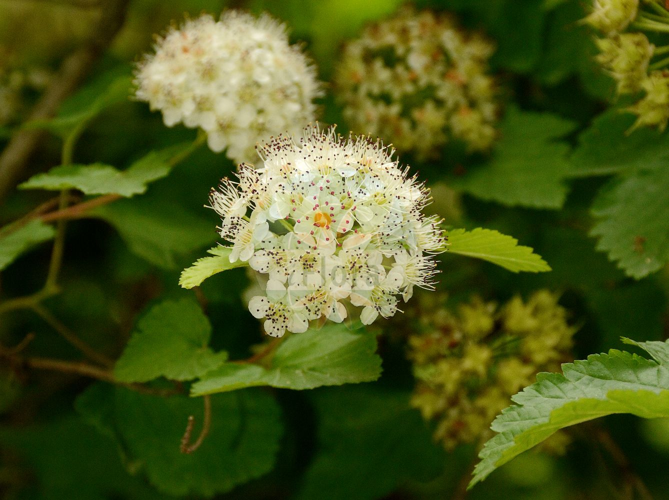Foto von Physocarpus opulifolius (Blasenspiere - Ninebark). Das Foto wurde in Jardin des Plantes, Paris, Frankreich aufgenommen. ---- Photo of Physocarpus opulifolius (Blasenspiere - Ninebark). The picture was taken in Jardin des Plantes, Paris, France.(Physocarpus opulifolius,Blasenspiere,Ninebark,Opulaster intermedius,Physocarpus intermedius,Physocarpus opulifolius,Physocarpus stellatus,Spiraea opulifolia,Blasenspiere,Ninebark,Eastern Ninebark,Common Ninebark,Physocarpus,Spierstrauch,Ninebark,Rosaceae,Rosengewächse,Rose family)