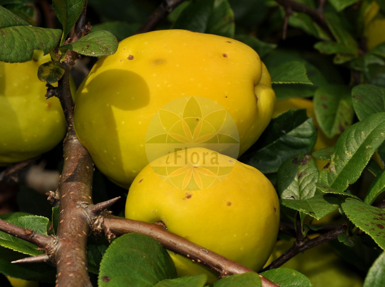 Foto von Chaenomeles speciosa (Chinese Quince). Das Foto wurde in Darmstadt, Hessen, Deutschland aufgenommen. ---- Photo of Chaenomeles speciosa (Chinese Quince). The picture was taken in Darmstadt, Hesse, Germany.(Chaenomeles speciosa,Chinese Quince,Chaenomeles cardinalis,Chaenomeles eburnea,Chaenomeles lagenaria,Chaenomeles speciosa,Cydonia lagenaria,Cydonia speciosa,Chaenomeles,Rosaceae,Rosengewächse,Rose family)