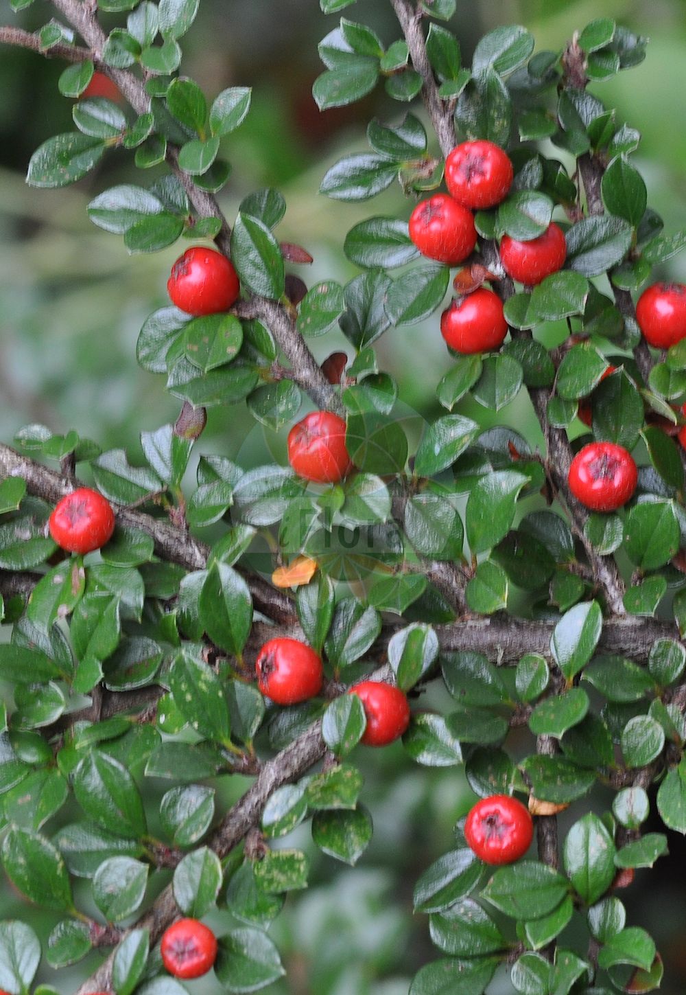 Foto von Cotoneaster horizontalis (Wall Cotoneaster). Das Foto wurde in Mainz, Rheinland-Pfalz, Deutschland aufgenommen. ---- Photo of Cotoneaster horizontalis (Wall Cotoneaster). The picture was taken in Mainz, Rhineland-Palatinate, Germany.(Cotoneaster horizontalis,Wall Cotoneaster,Cotoneaster horizontalis,Cotoneaster,Zwergmispel,Dwarf Cotoneaster,Rosaceae,Rosengewächse,Rose family)