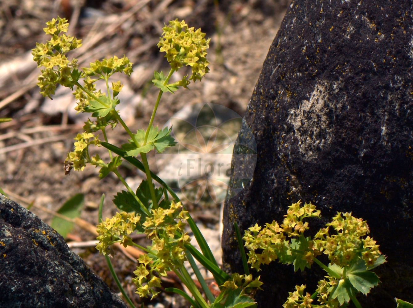 Foto von Alchemilla straminea (Strohgelber Frauenmantel - Stramineous Lady's Mantle). Das Foto wurde in Bormio, Lombardia, Italien aufgenommen. ---- Photo of Alchemilla straminea (Strohgelber Frauenmantel - Stramineous Lady's Mantle). The picture was taken in Bormio, Lombardia, Italy.(Alchemilla straminea,Strohgelber Frauenmantel,Stramineous Lady's Mantle,Alchemilla kotulae,Alchemilla pampaniniana,Alchemilla pungentiflora,Alchemilla straminea,Alchemilla subtatrica,Alchemilla vulgaris subsp. straminea,Strohgelber Frauenmantel,Gebuchteter Frauenmantel,Stramineous Lady's Mantle,Alchemilla,Frauenmantel,Lady's Mantle,Rosaceae,Rosengewächse,Rose family)