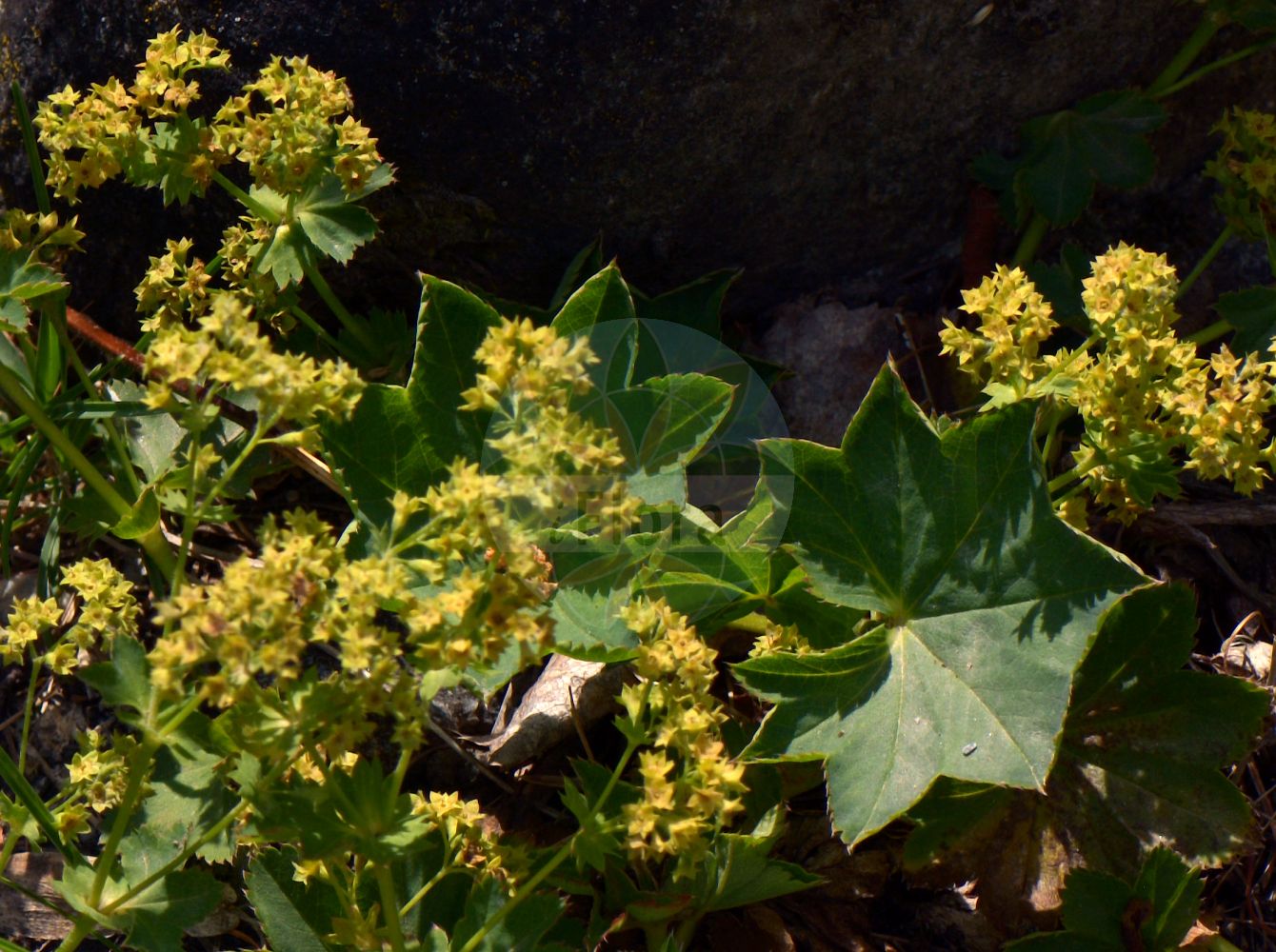 Foto von Alchemilla straminea (Strohgelber Frauenmantel - Stramineous Lady's Mantle). Das Foto wurde in Bormio, Lombardia, Italien aufgenommen. ---- Photo of Alchemilla straminea (Strohgelber Frauenmantel - Stramineous Lady's Mantle). The picture was taken in Bormio, Lombardia, Italy.(Alchemilla straminea,Strohgelber Frauenmantel,Stramineous Lady's Mantle,Alchemilla kotulae,Alchemilla pampaniniana,Alchemilla pungentiflora,Alchemilla straminea,Alchemilla subtatrica,Alchemilla vulgaris subsp. straminea,Strohgelber Frauenmantel,Gebuchteter Frauenmantel,Stramineous Lady's Mantle,Alchemilla,Frauenmantel,Lady's Mantle,Rosaceae,Rosengewächse,Rose family)