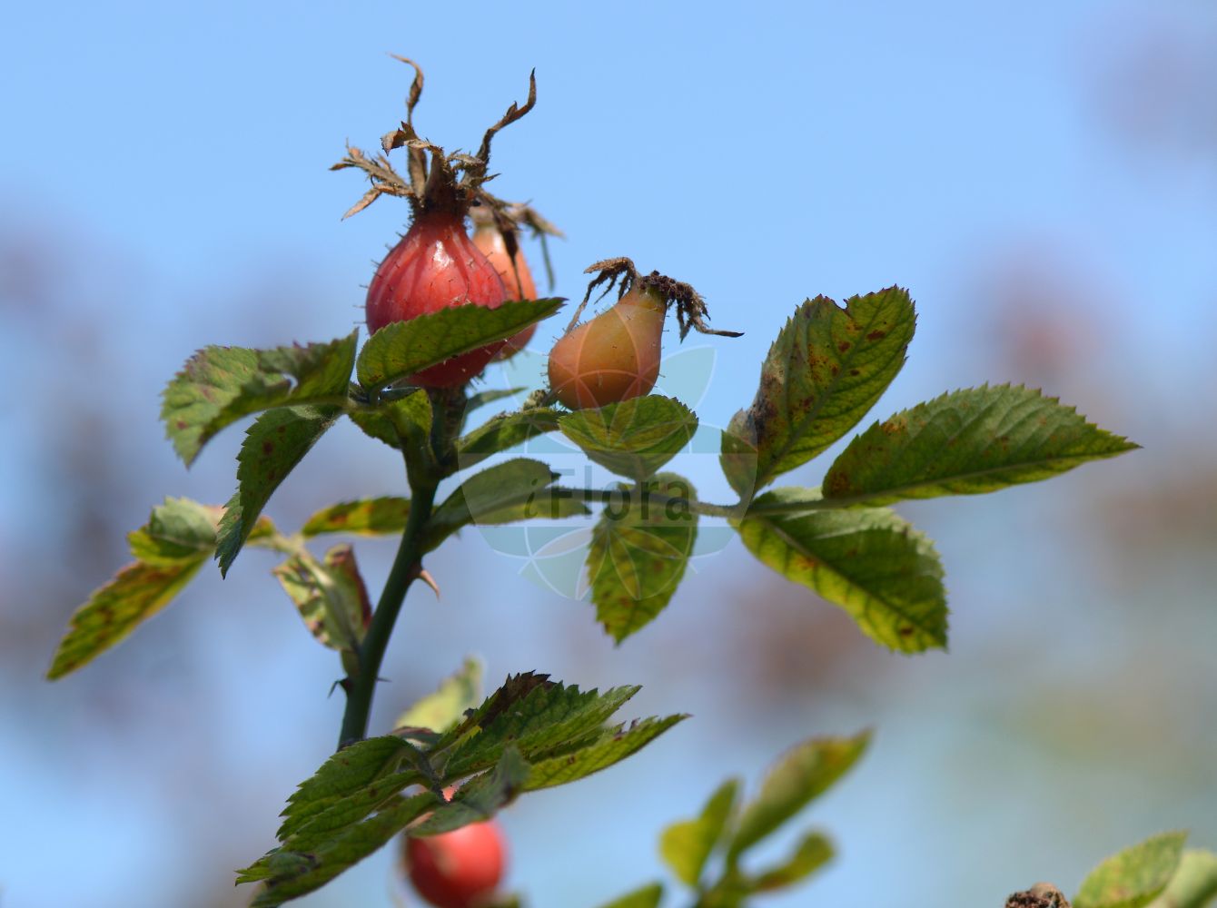 Foto von Rosa tomentosa (Filz-Rose - Harsh Downy-rose). Das Foto wurde in Jena, Thüringen, Deutschland aufgenommen. ---- Photo of Rosa tomentosa (Filz-Rose - Harsh Downy-rose). The picture was taken in Jena, Thuringia, Germany.(Rosa tomentosa,Filz-Rose,Harsh Downy-rose,Rosa attenuata,Rosa barcensis,Rosa billotiana,Rosa billotii,Rosa borkhausenii,Rosa britannica,Rosa carbonariensis,Rosa cardanica,Rosa cetica,Rosa cineracea,Rosa cinerascens,Rosa cuspidata,Rosa dimorpha,Rosa farinosa,Rosa gussenbaueri,Rosa herculis,Rosa hurstiana,Rosa inclinita,Rosa insidiosa,Rosa javorkae,Rosa lanuginosa,Rosa micans,Rosa pallidiflora,Rosa polonica,Rosa properata,Rosa pseudocaryophyllacea,Rosa pseudocuspidata,Rosa pseudofarinosa,Rosa pseudoterebinthinacea,Rosa pseudotomentosa,Rosa sendtneri,Rosa setulosa,Rosa subpomifera,Rosa suffertii,Rosa thuringiaca,Rosa velutina,Rosa viscosa,Rosa zabelii,Rosa tomentosa,Filz-Rose,Harsh Downy-rose,Downy Rose,Whitewoolly Rose,Rosa,Rose,Rose,Rosaceae,Rosengewächse,Rose family)