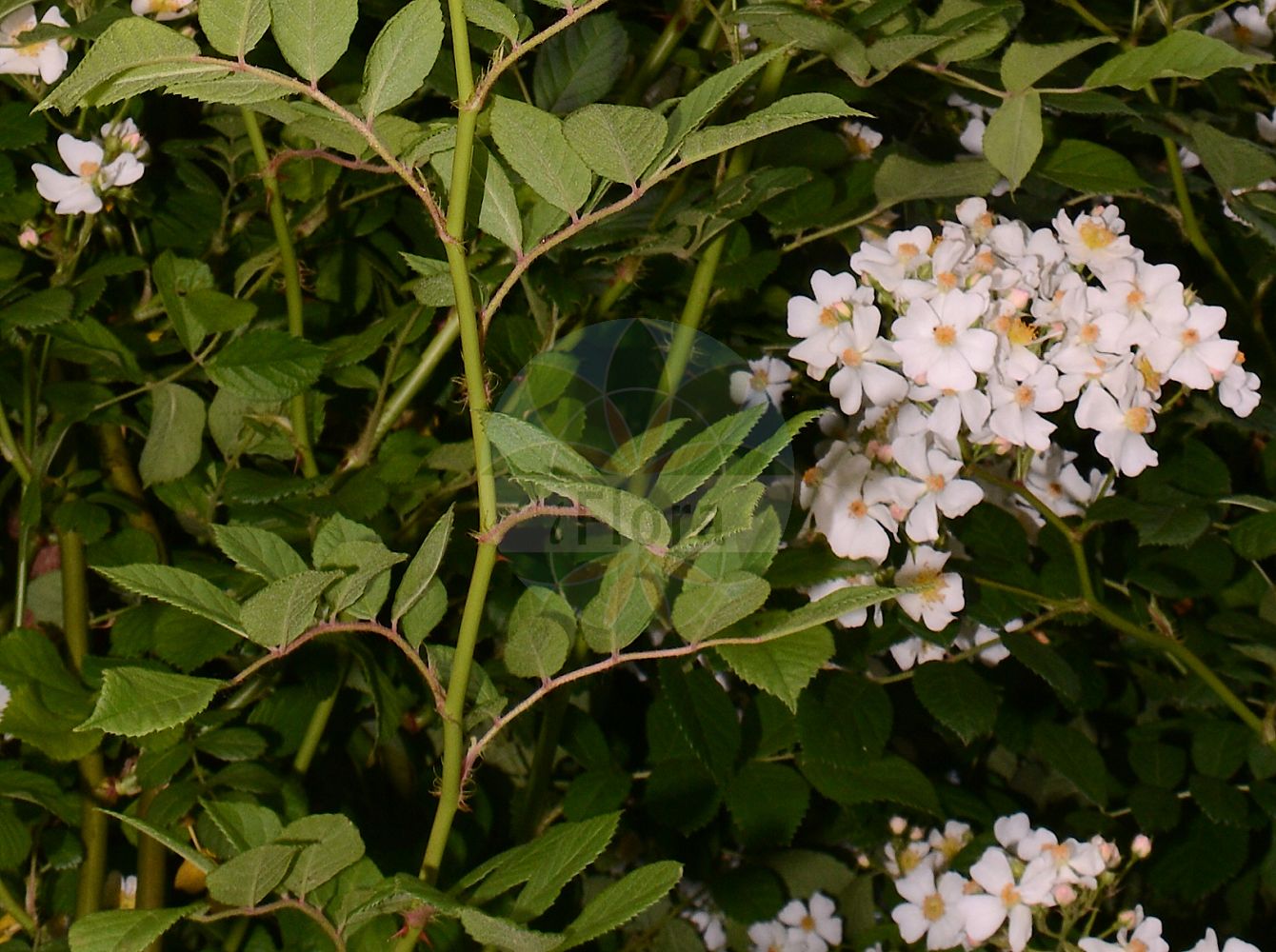 Foto von Rosa multiflora (Many-flowered Rose). Das Foto wurde in Sangerhausen, Mansfeld-Südharz, Sachsen-Anhalt, Deutschland aufgenommen. ---- Photo of Rosa multiflora (Many-flowered Rose). The picture was taken in Sangerhausen, Mansfeld-Suedharz, Saxony-Anhalt, Germany.(Rosa multiflora,Many-flowered Rose,Rosa multiflora,Rosa,Rose,Rose,Rosaceae,Rosengewächse,Rose family)