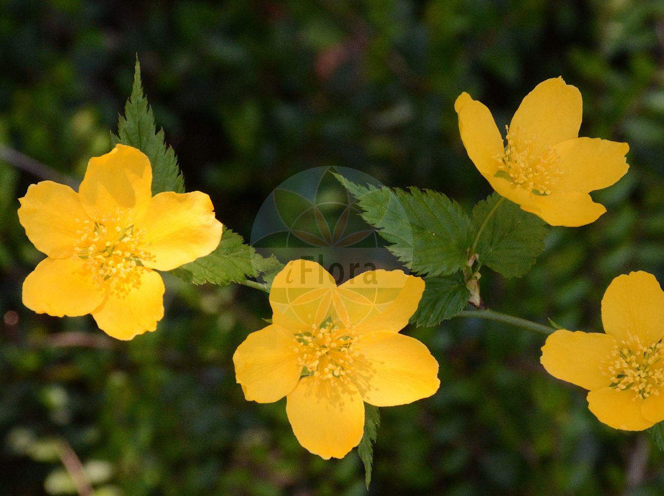 Foto von Kerria japonica (Kerria). Das Foto wurde in Köln, Nordrhein-Westfalen, Deutschland aufgenommen. ---- Photo of Kerria japonica (Kerria). The picture was taken in Cologne, North Rhine-Westphalia, Germany.(Kerria japonica,Kerria,Corchorus japonicus,Kerria japonica,Rubus japonicus,Spiraea japonica,Kerria,Rosaceae,Rosengewächse,Rose family)