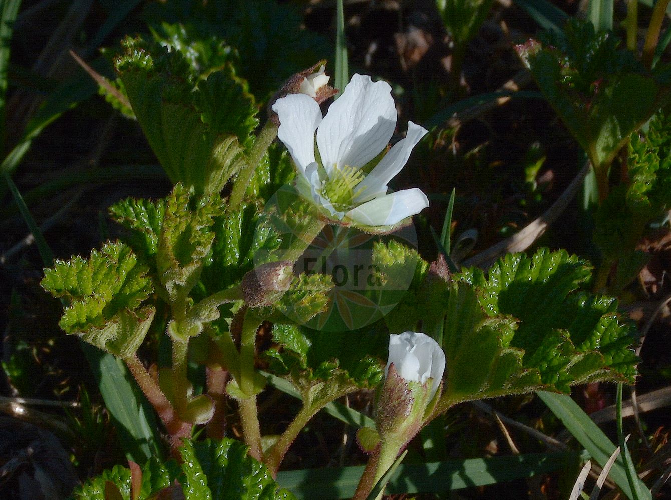 Foto von Rubus chamaemorus (Moltebeere - Cloudberry). Das Foto wurde in Haugastøl, Buskerud, Norwegen, Scandinavien, alpine Biogeografische Region aufgenommen. ---- Photo of Rubus chamaemorus (Moltebeere - Cloudberry). The picture was taken in Haugastøl, Buskerud, Norway, Scandinavia, alpine biogeographical region.(Rubus chamaemorus,Moltebeere,Cloudberry,Chamaemorus anglicus,Chamaemorus norvegicus,Rubus chamaemorus,Rubus nubis,Rubus pseudochamaemorus,Moltebeere,Cloudberry,Beaked Apple Berry,Salmon Berry,Yellow Berry,Rubus,Brombeere,Raspberry,Rosaceae,Rosengewächse,Rose family)