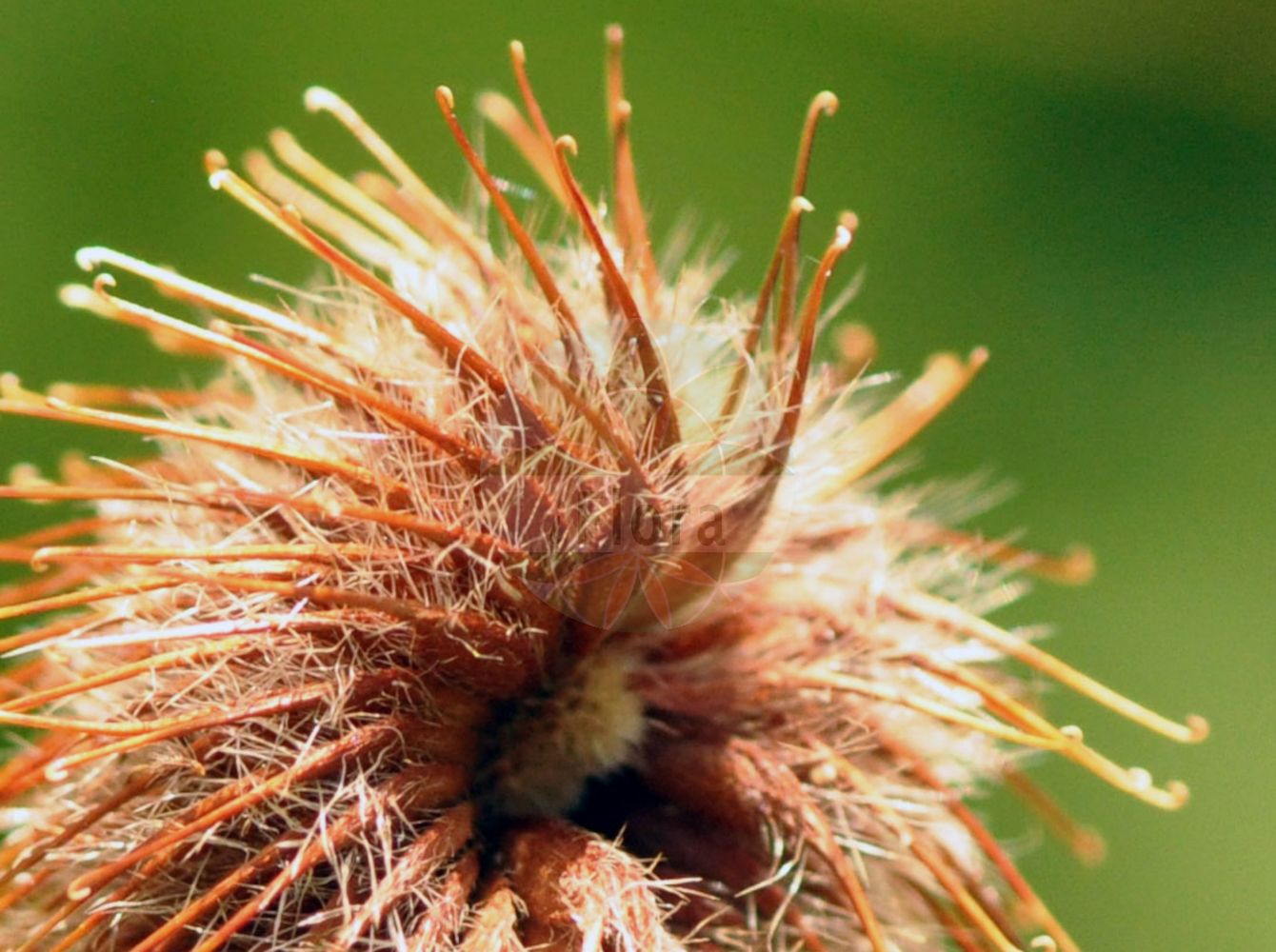 Foto von Geum aleppicum. ---- Photo of Geum aleppicum.(Geum aleppicum,Geum aleppicum,Geum besserianum,Geum giganteum,Geum glabricaule,Geum inclinatum,Geum intermedium,Geum potaninii,Geum ranunculoides,Geum rugosum,Geum strictum,Geum,Nelkenwurz,Avens,Rosaceae,Rosengewächse,Rose family)